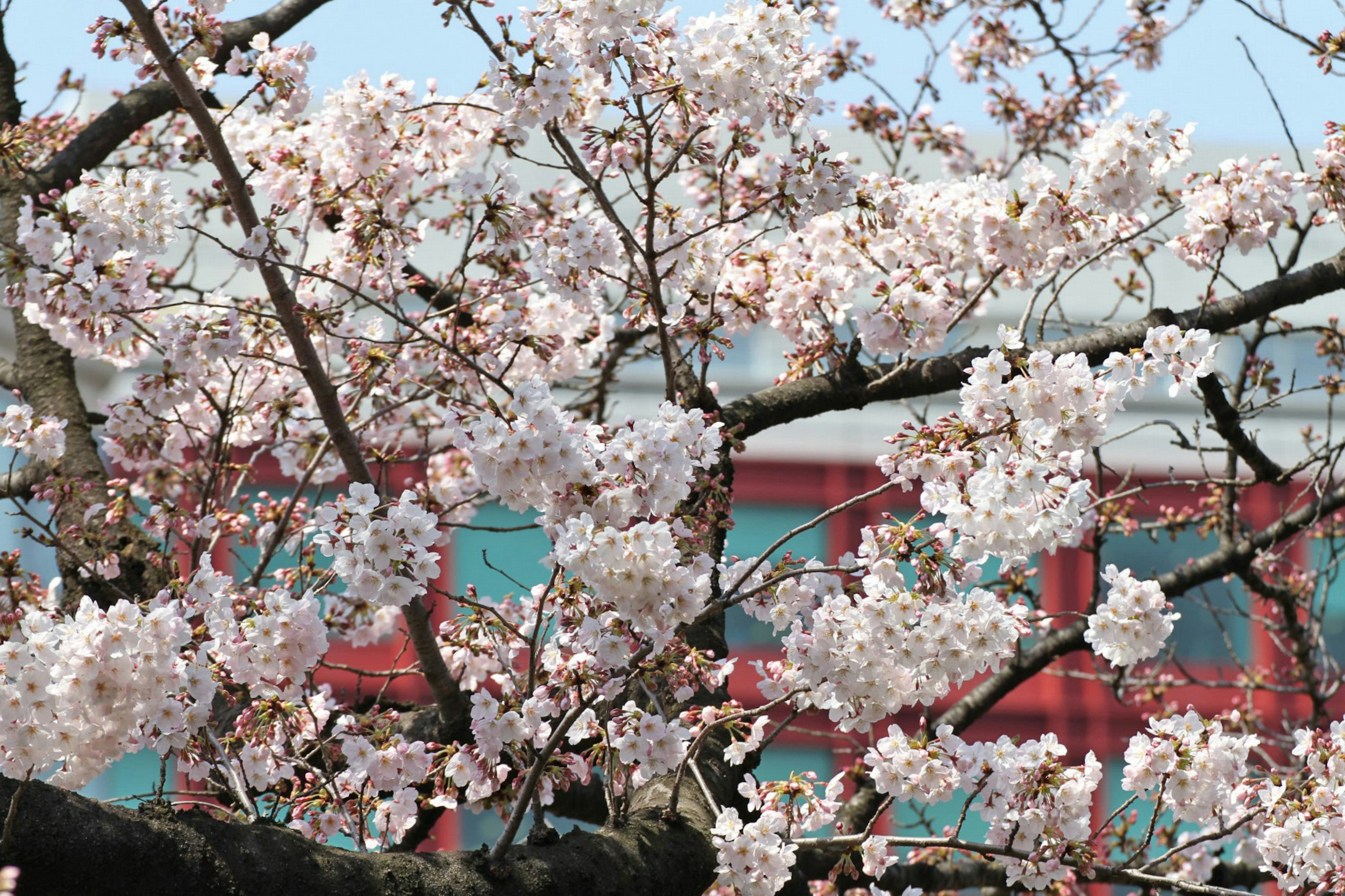 Ramas de cerezo en flor con flores rosas y un edificio rojo de fondo