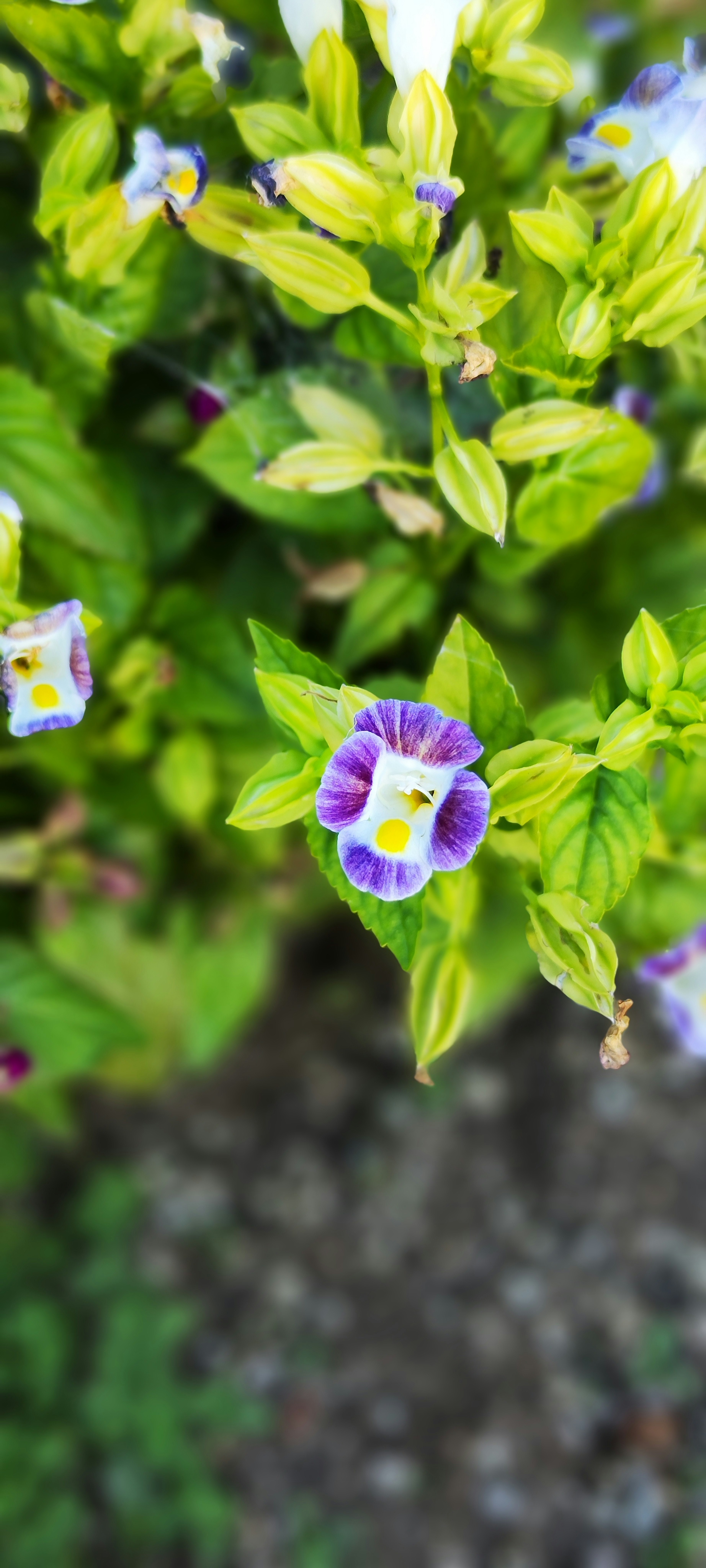 Planta con flores moradas y blancas rodeadas de hojas verdes