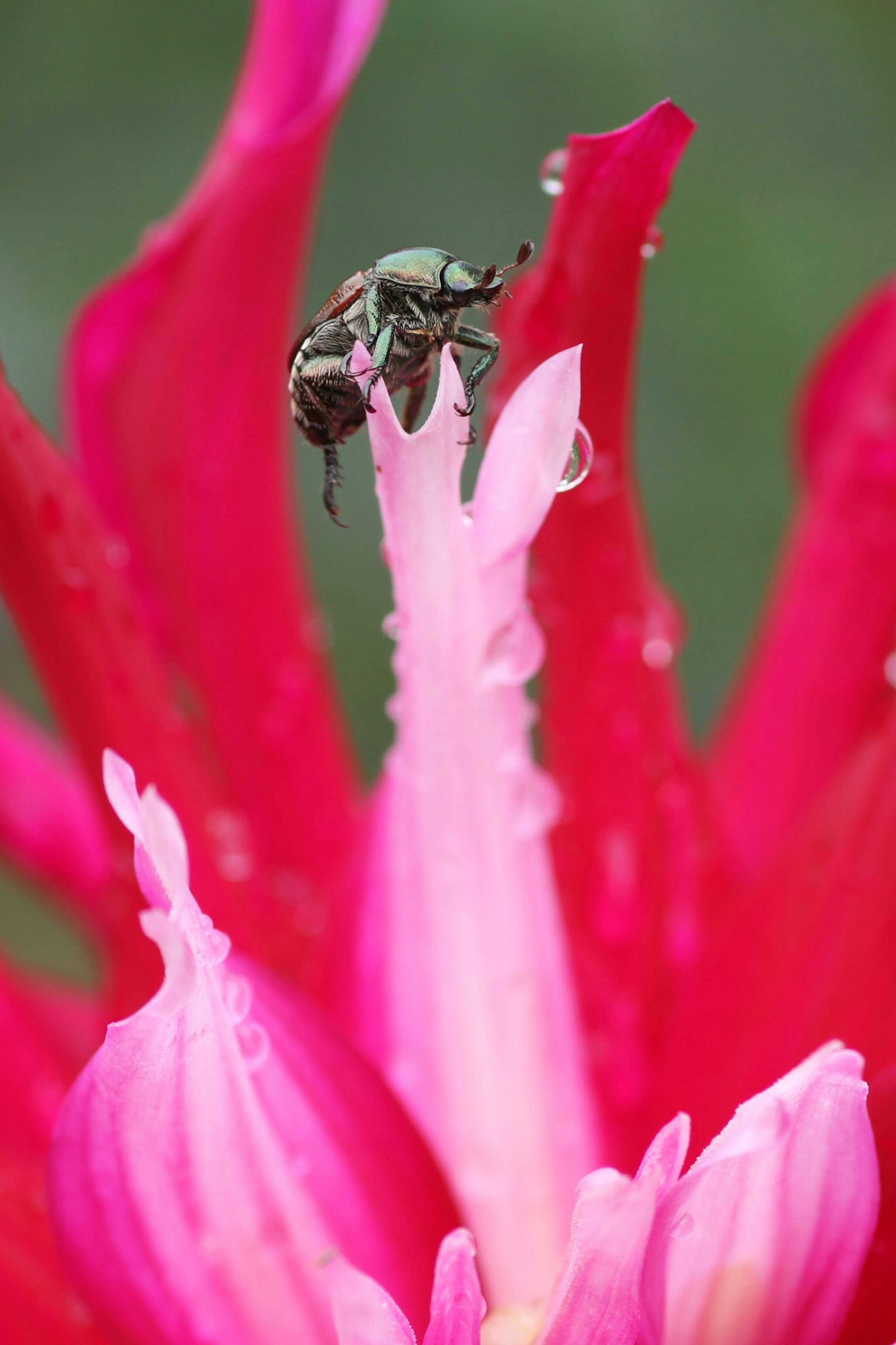 Close-up of an insect on a vibrant pink flower