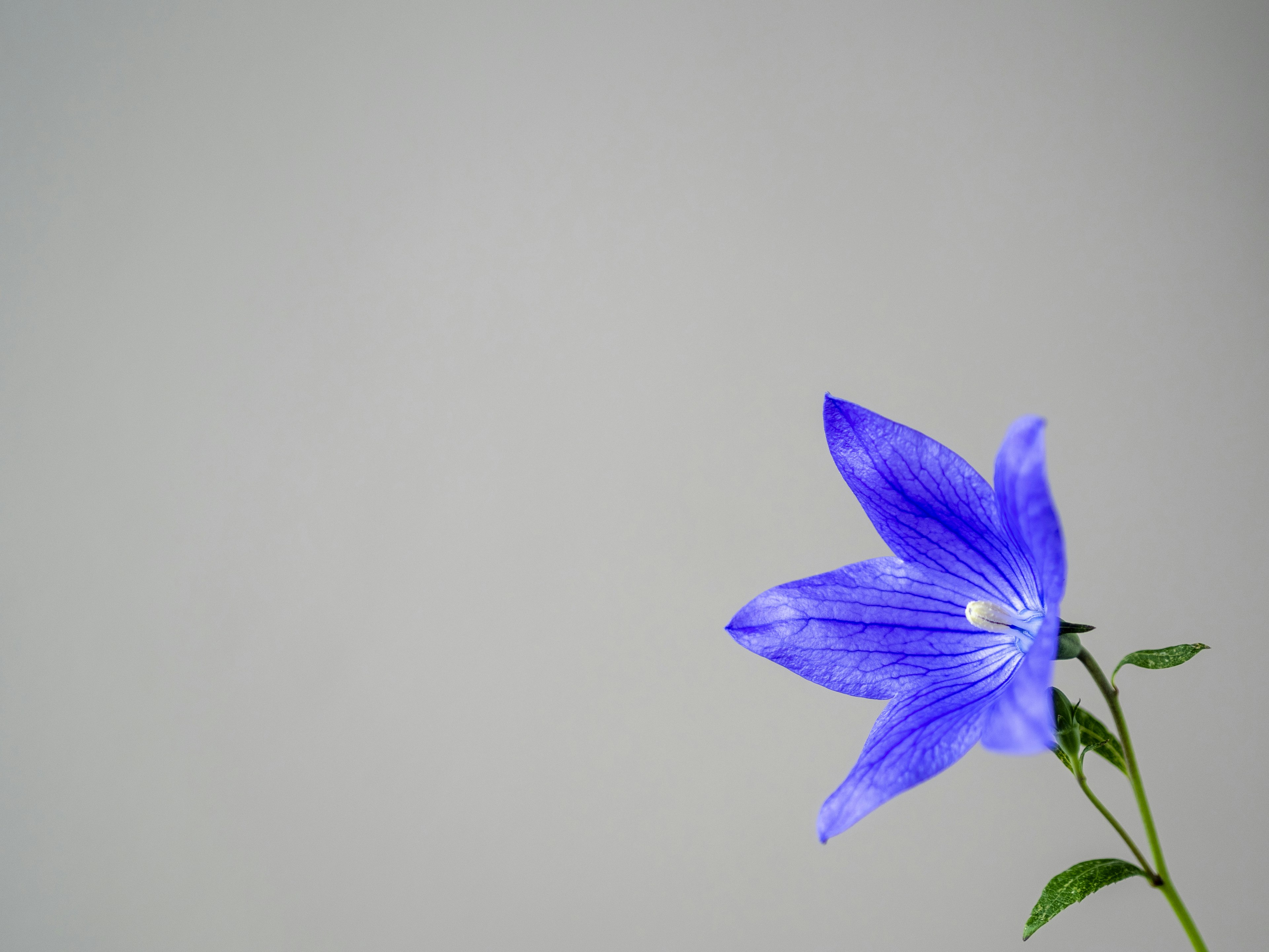 Une fleur bleue se détache sur un fond clair