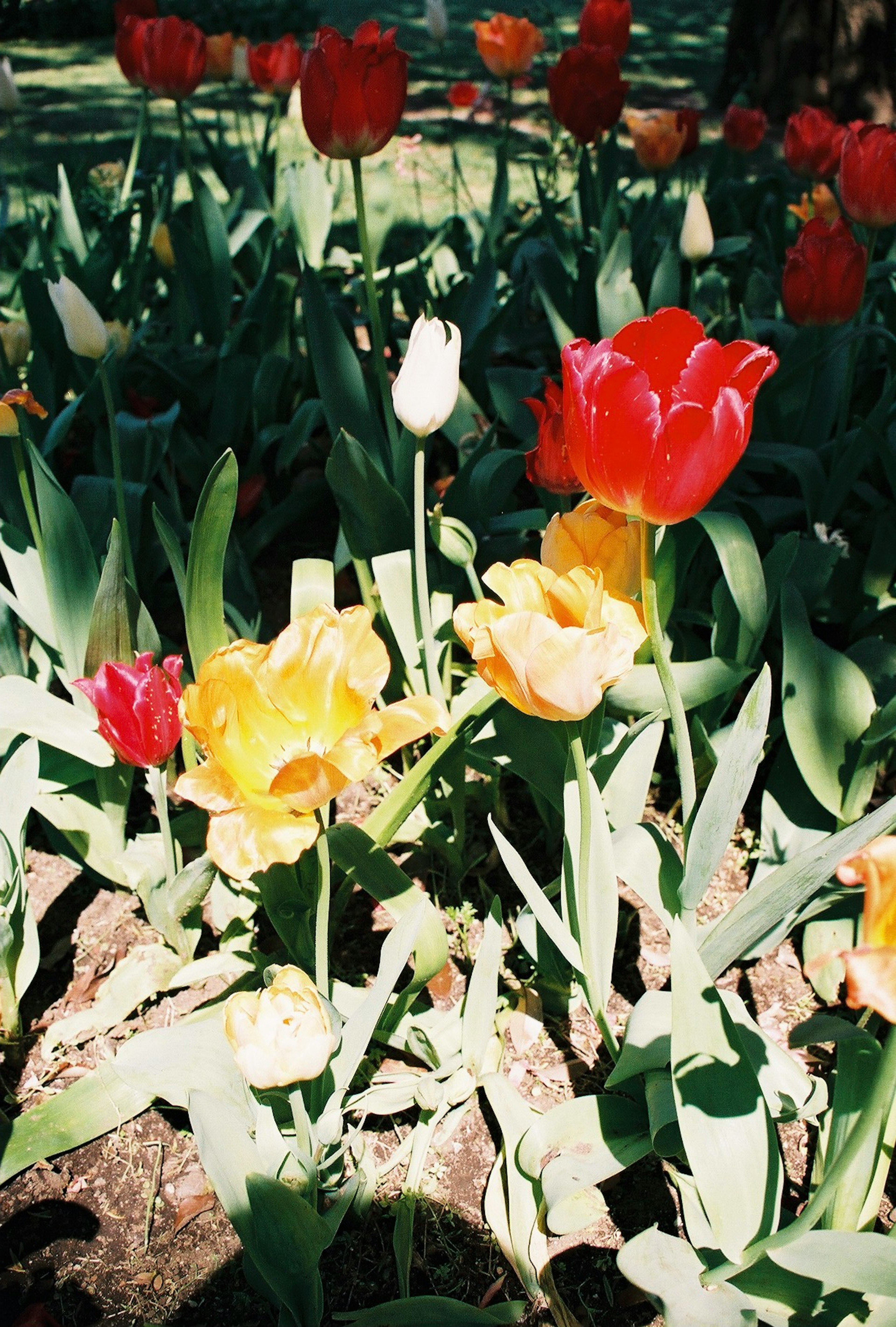 Tulipani vivaci rossi gialli e bianchi che fioriscono in un giardino