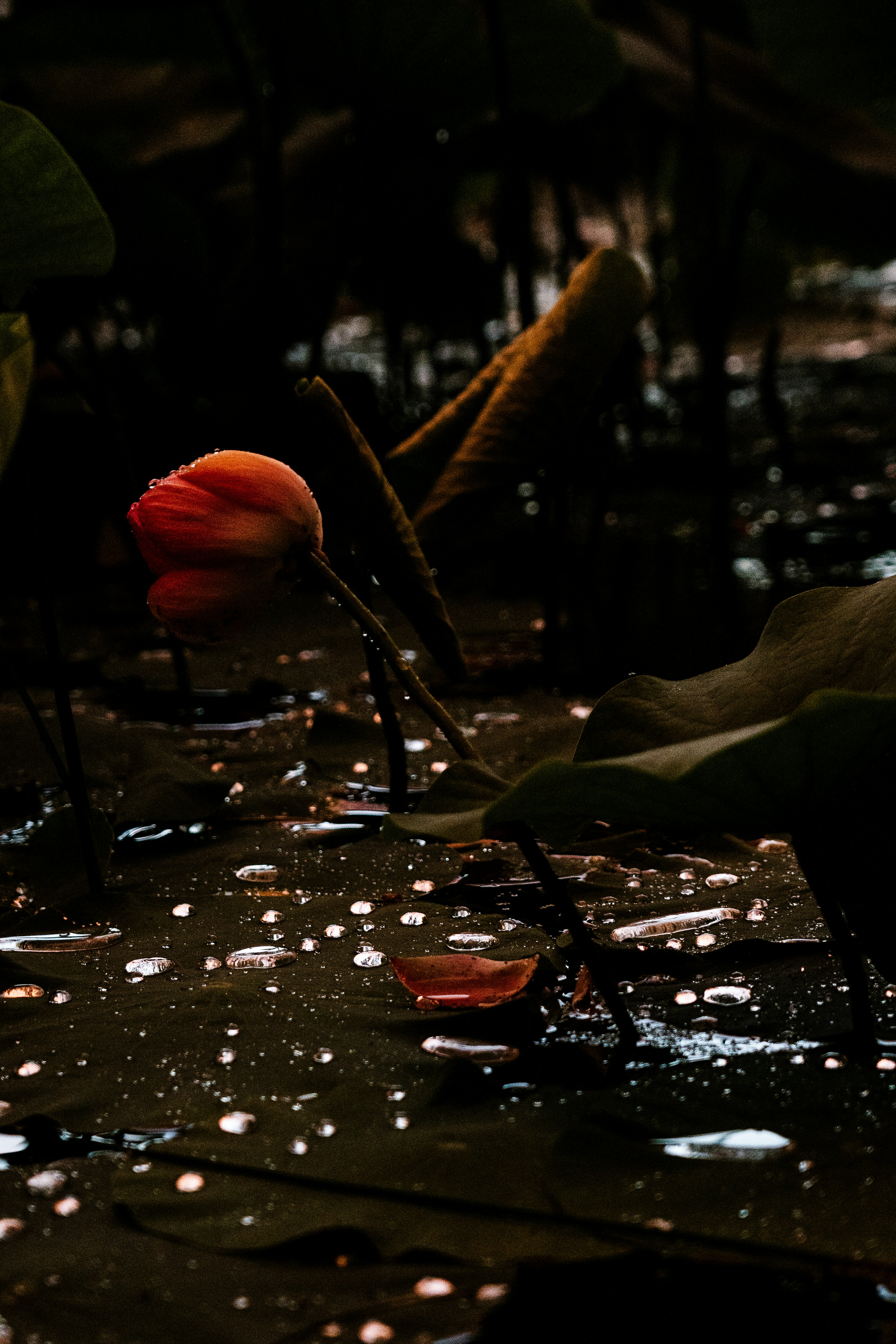 A serene scene with an orange flower floating on the water surface surrounded by droplets