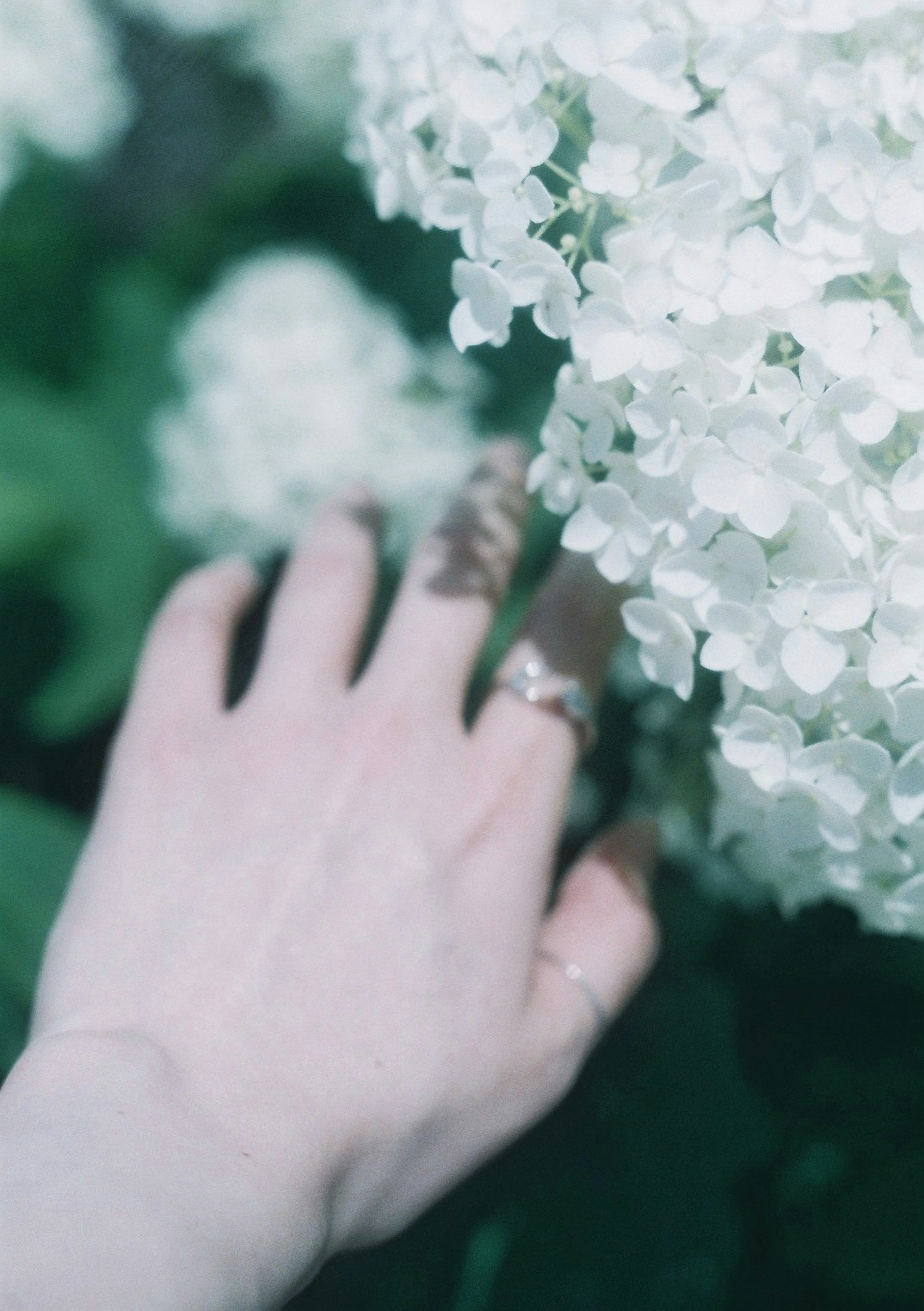 Una mano alcanzando a tocar flores blancas