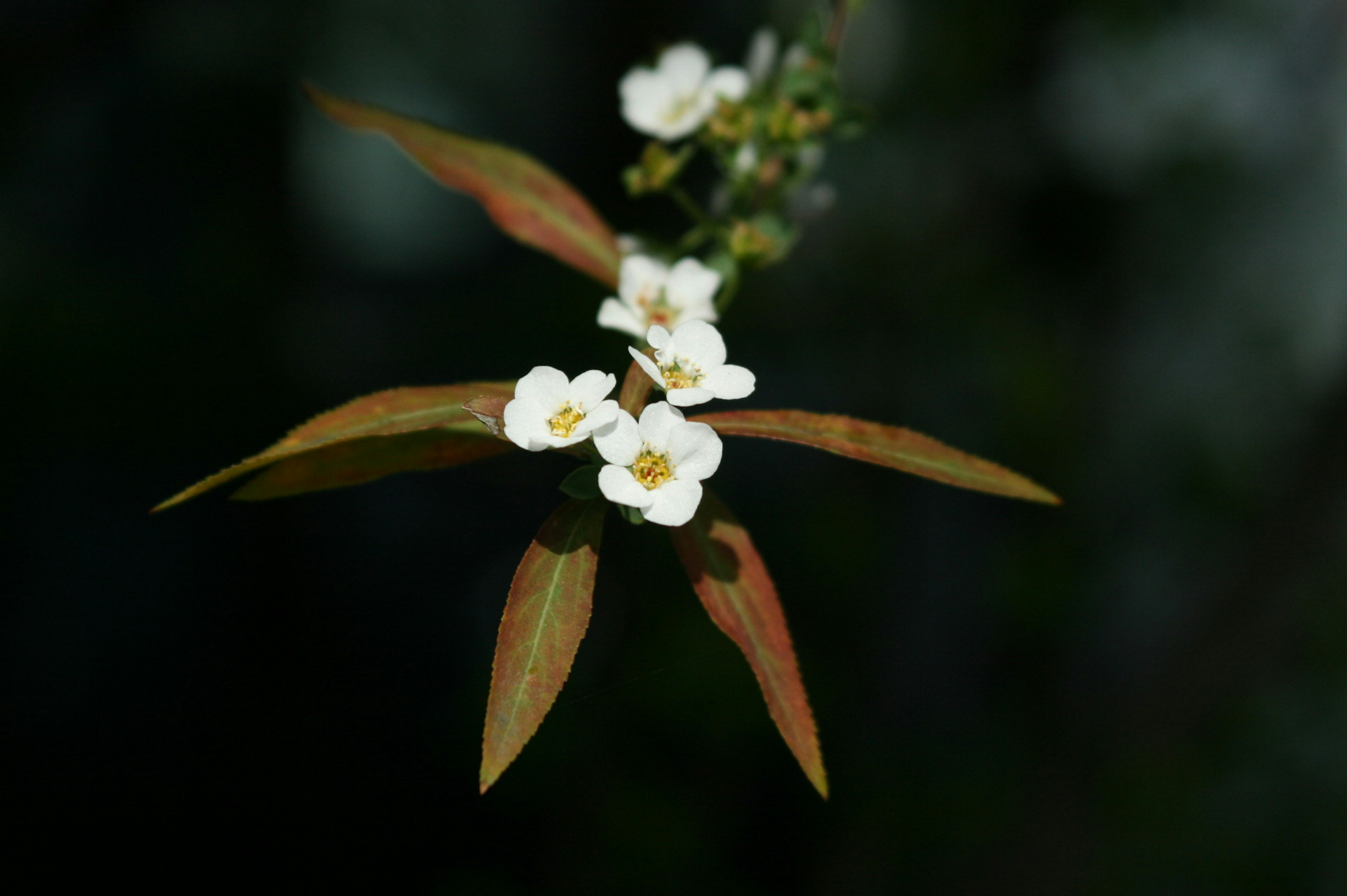 Close-up of a plant with white flowers and orange leaves