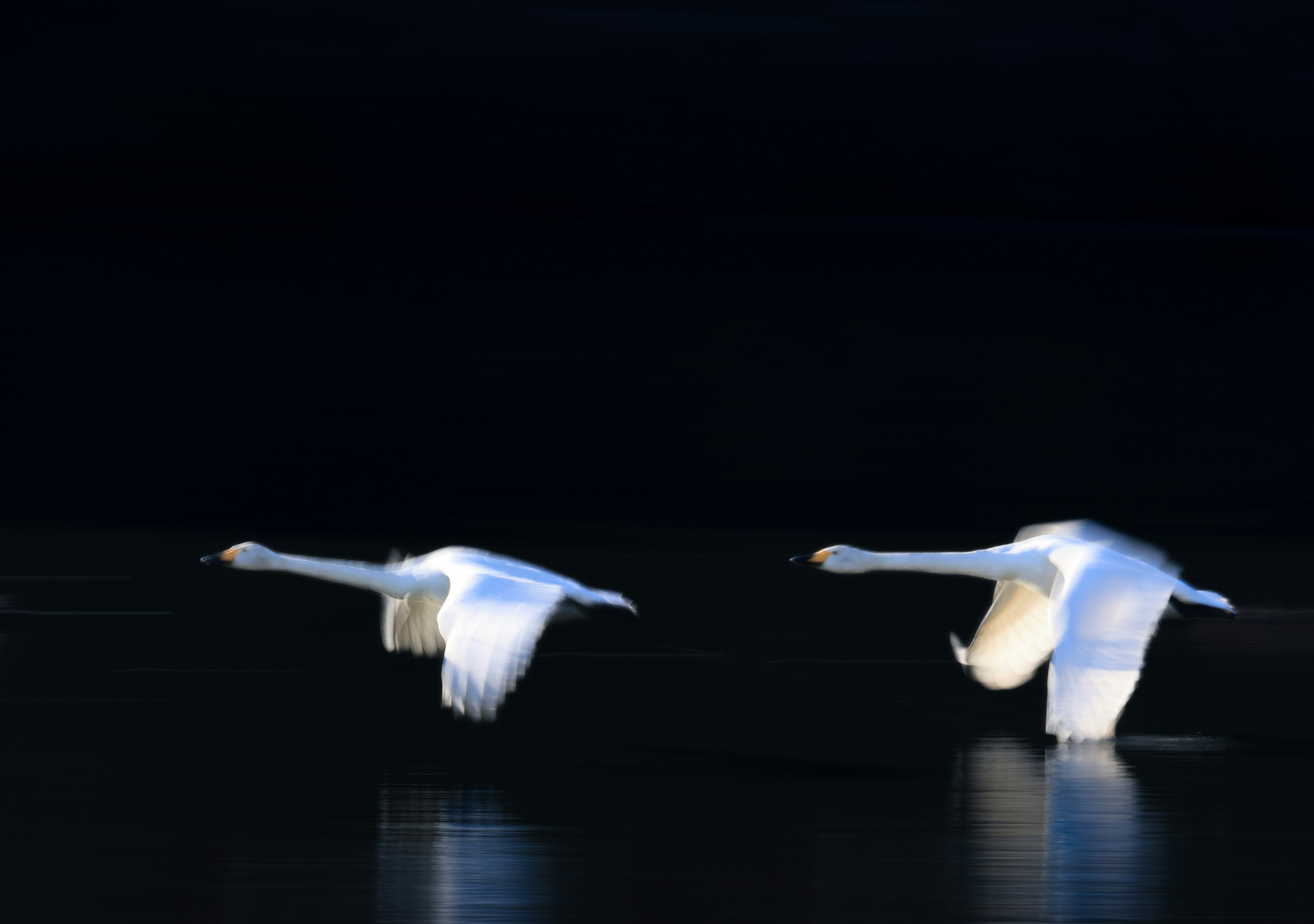 暗い背景の中を飛ぶ白鳥の2羽の姿