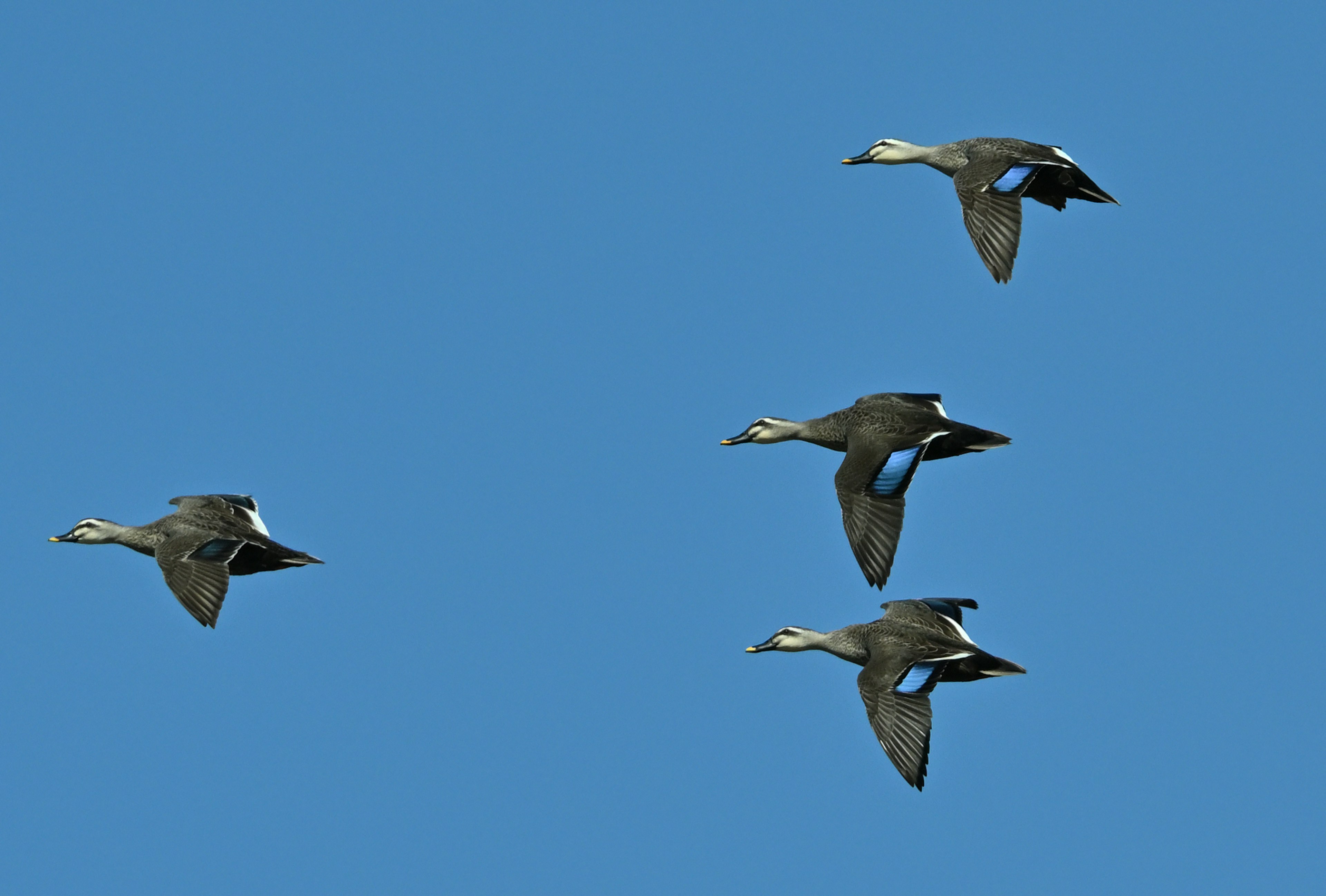 Vier Vögel fliegen vor einem blauen Himmel