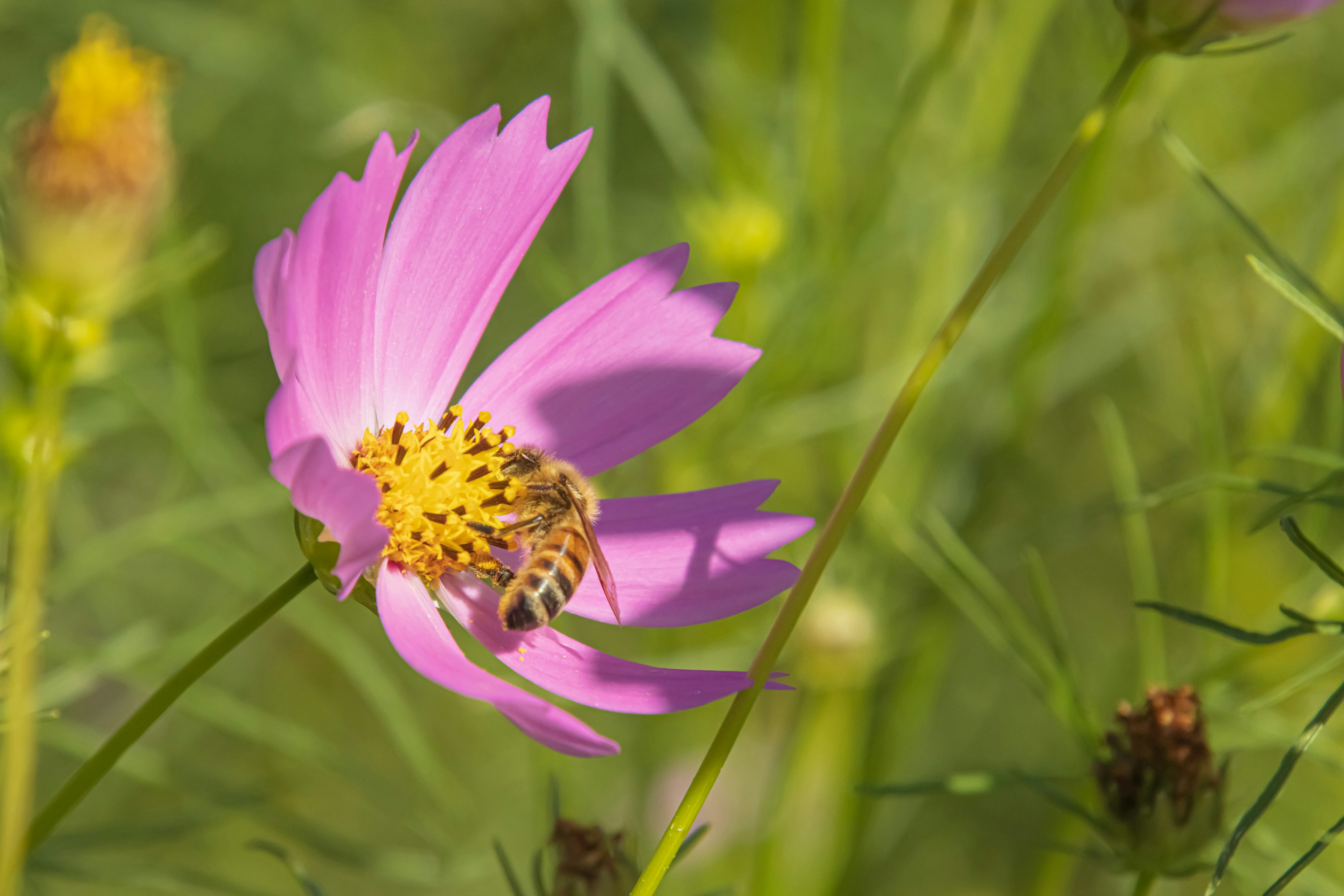 Pink flower with a bee on its center