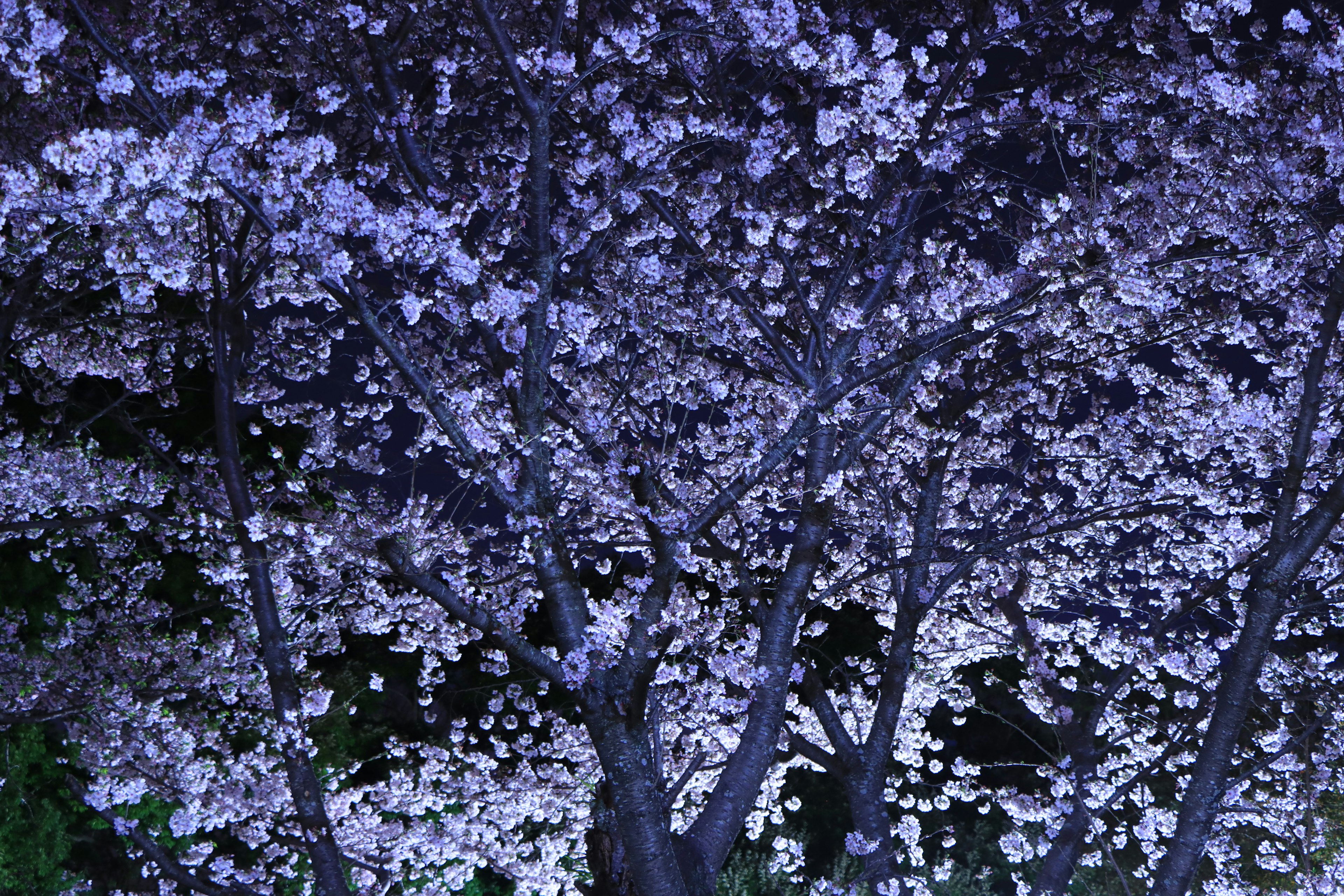 Árbol de cerezo en plena floración iluminado por la noche