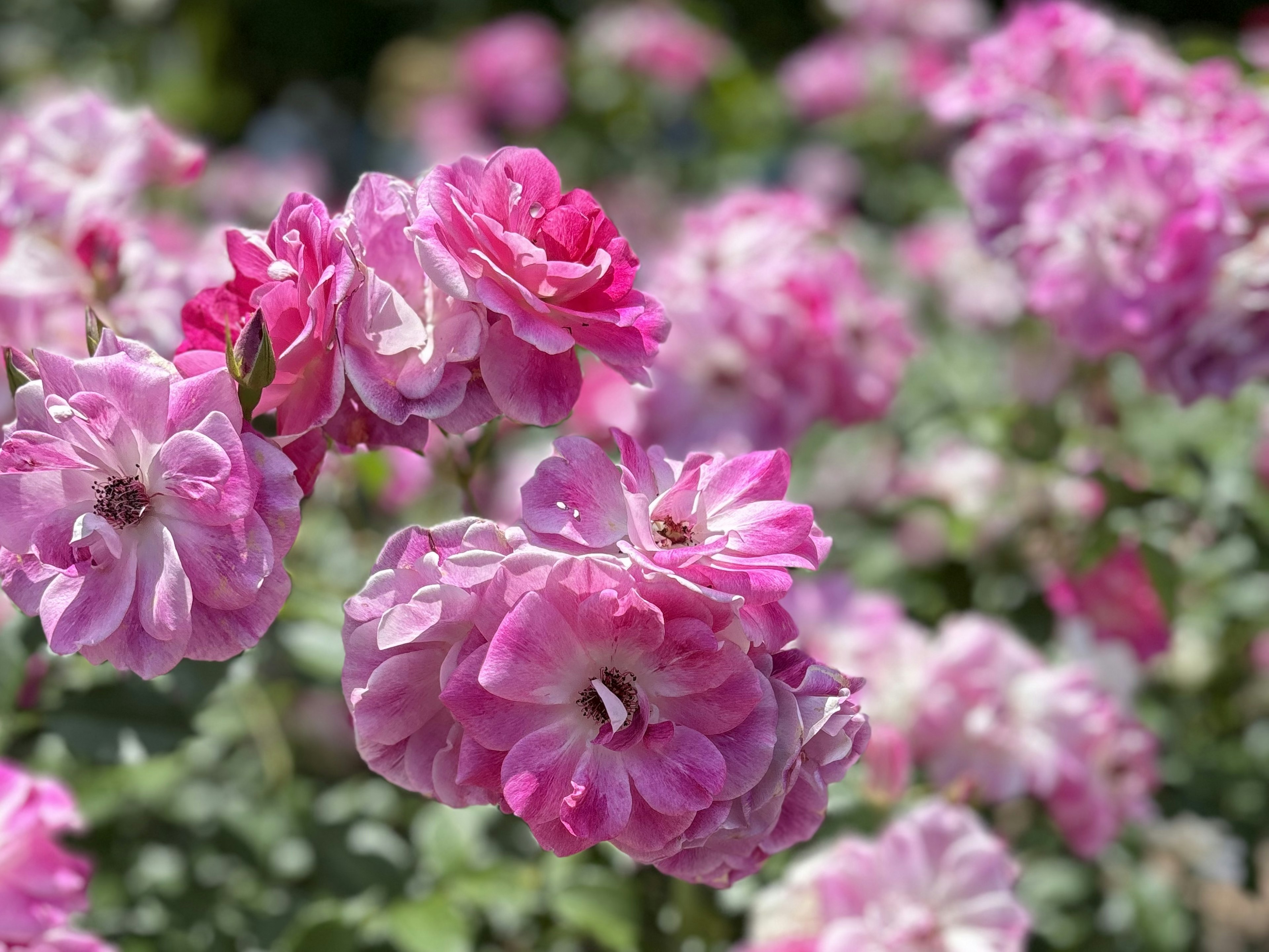 ピンク色のバラの花が咲いている庭の風景