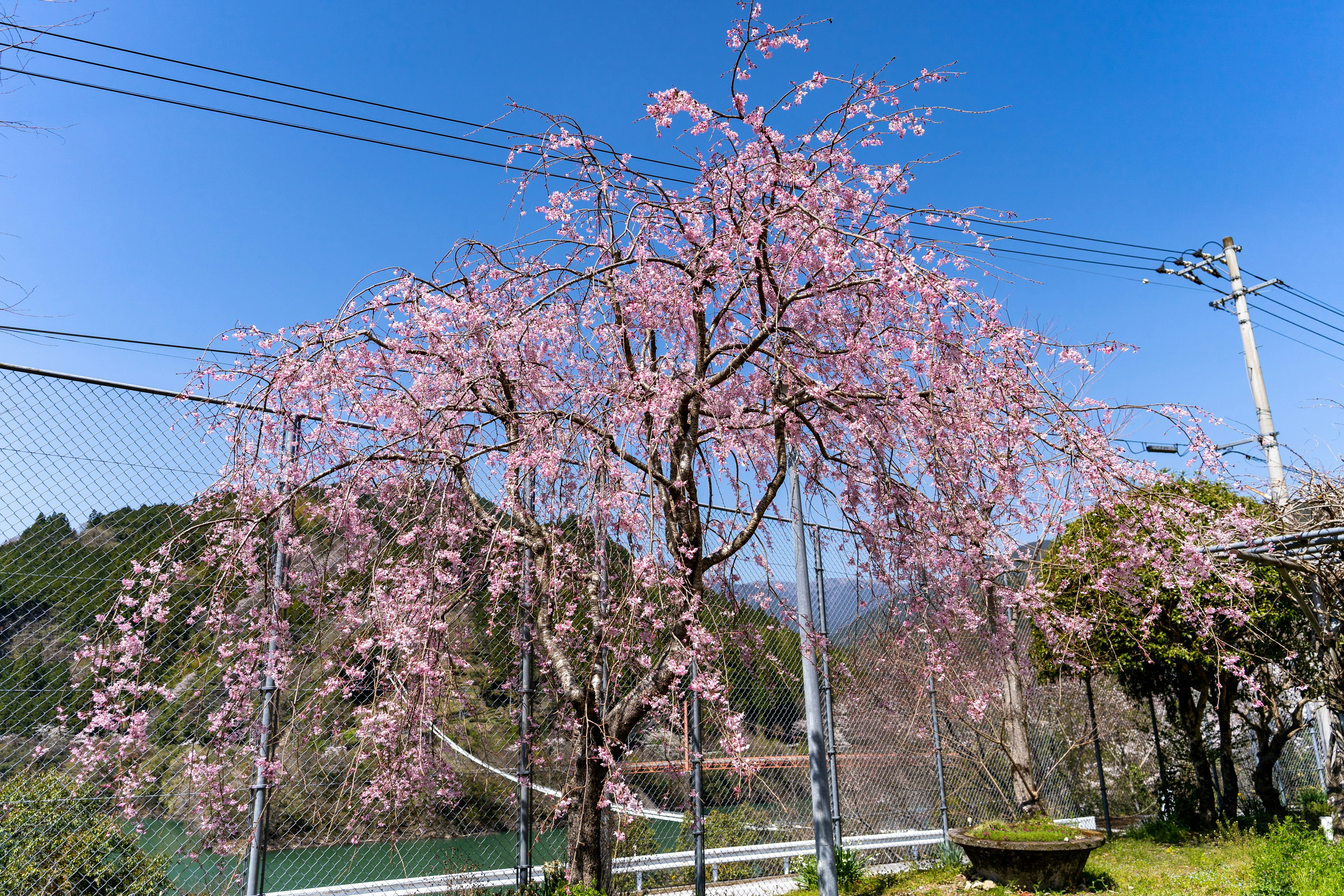 青空の下に咲く美しい桜の木