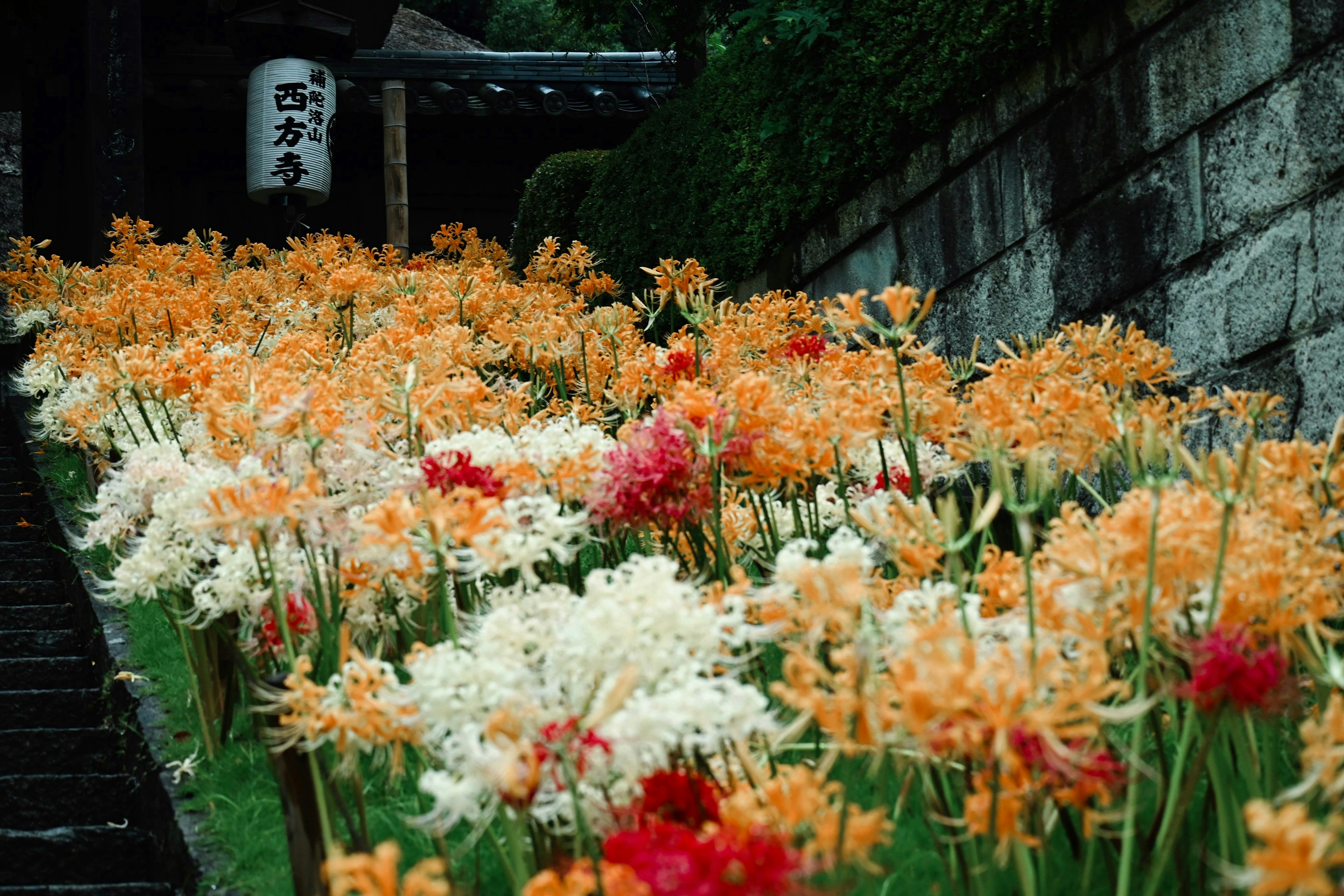 Schöne Szene von orange und weißen Blumen auf einer Treppe