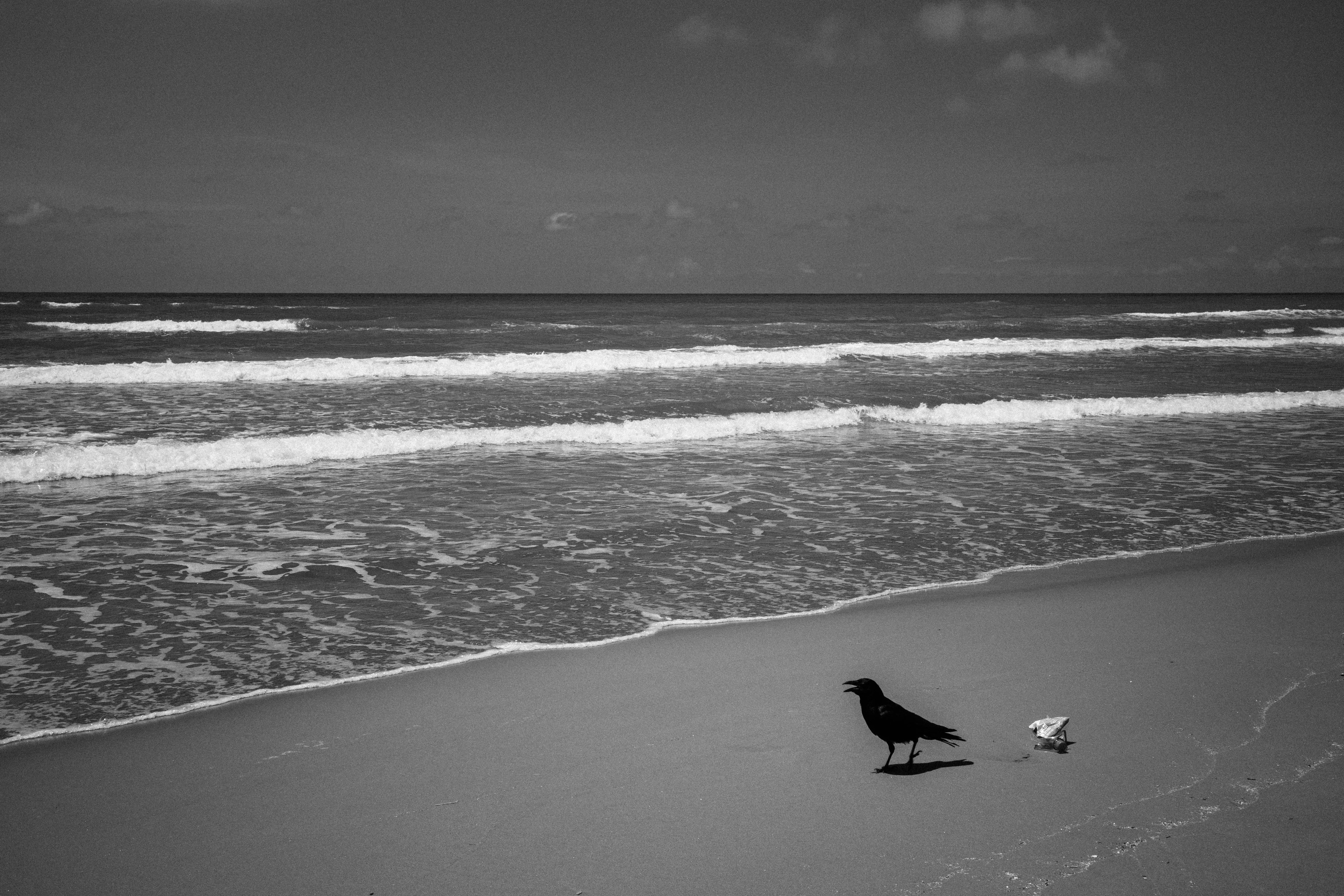 Pájaro negro y concha blanca en la playa en blanco y negro