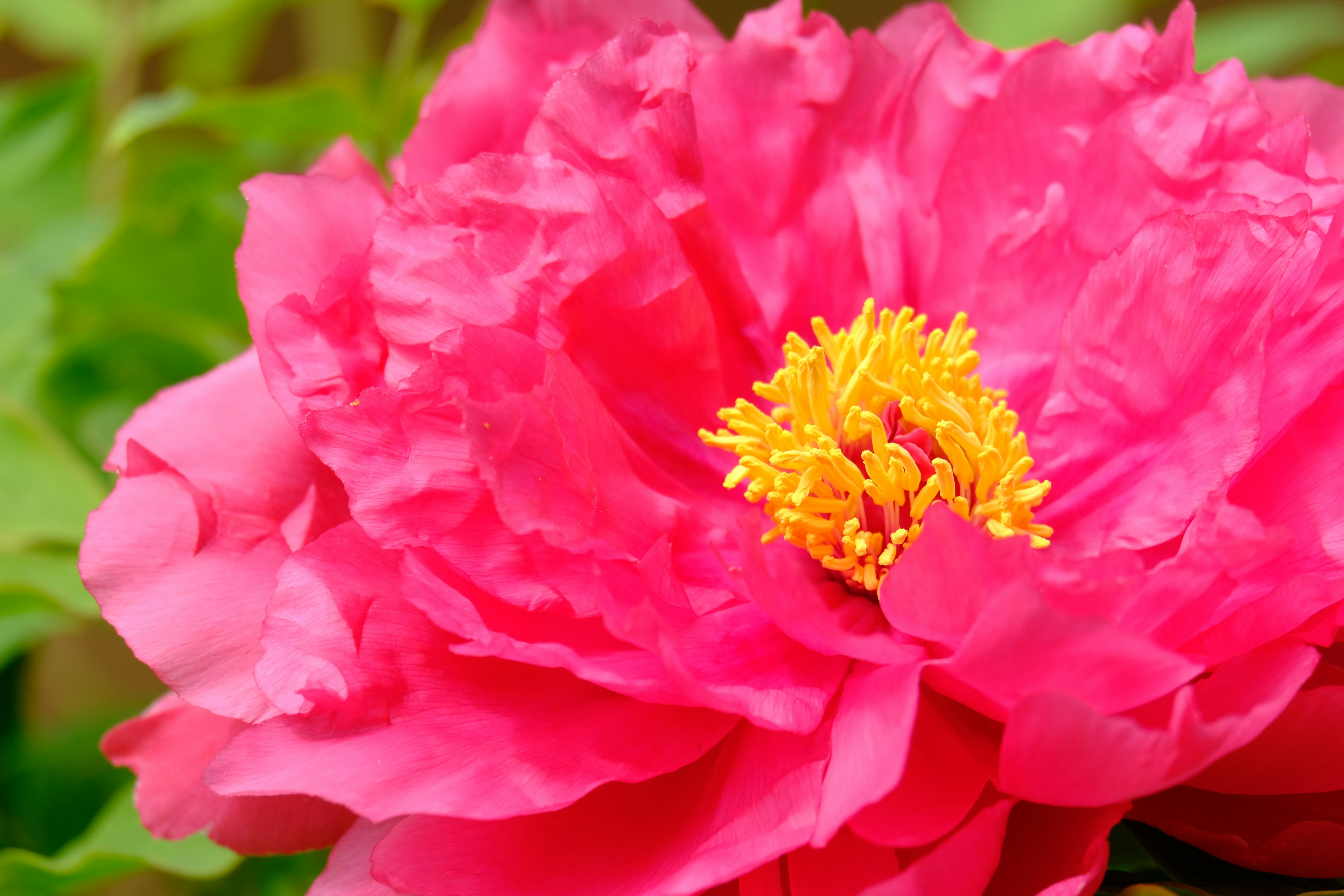 Bunga peony merah muda cerah dengan benang sari kuning dikelilingi daun hijau