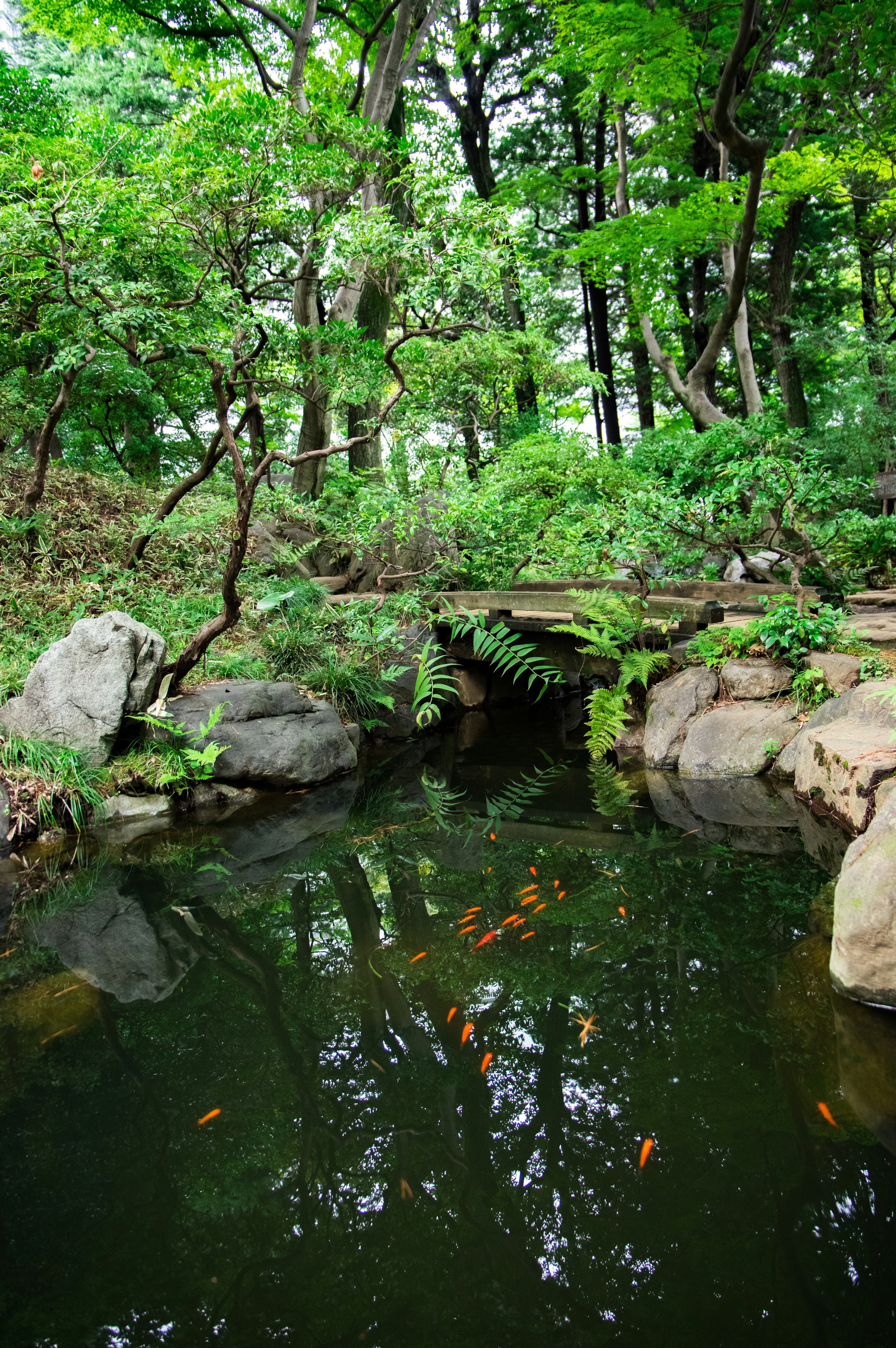 郁郁葱葱的森林中的风景池塘 鱼在水中游动 水面上的倒影美丽