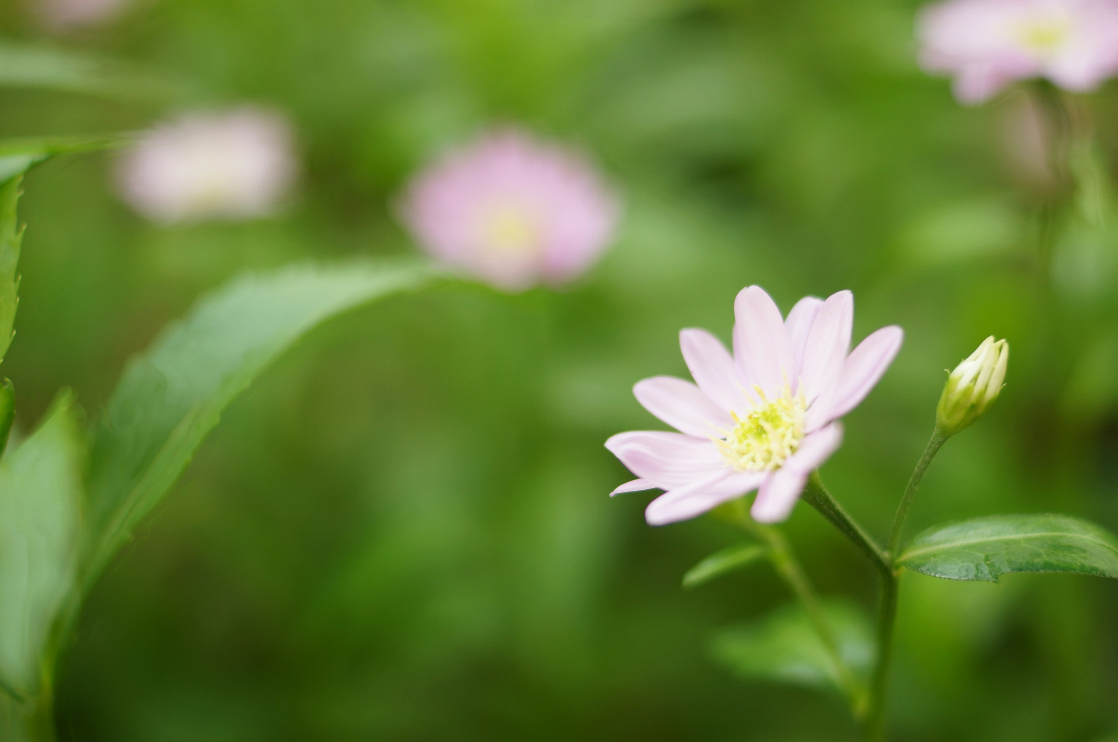 Fleur rose délicate avec des feuilles vertes dans un cadre naturel