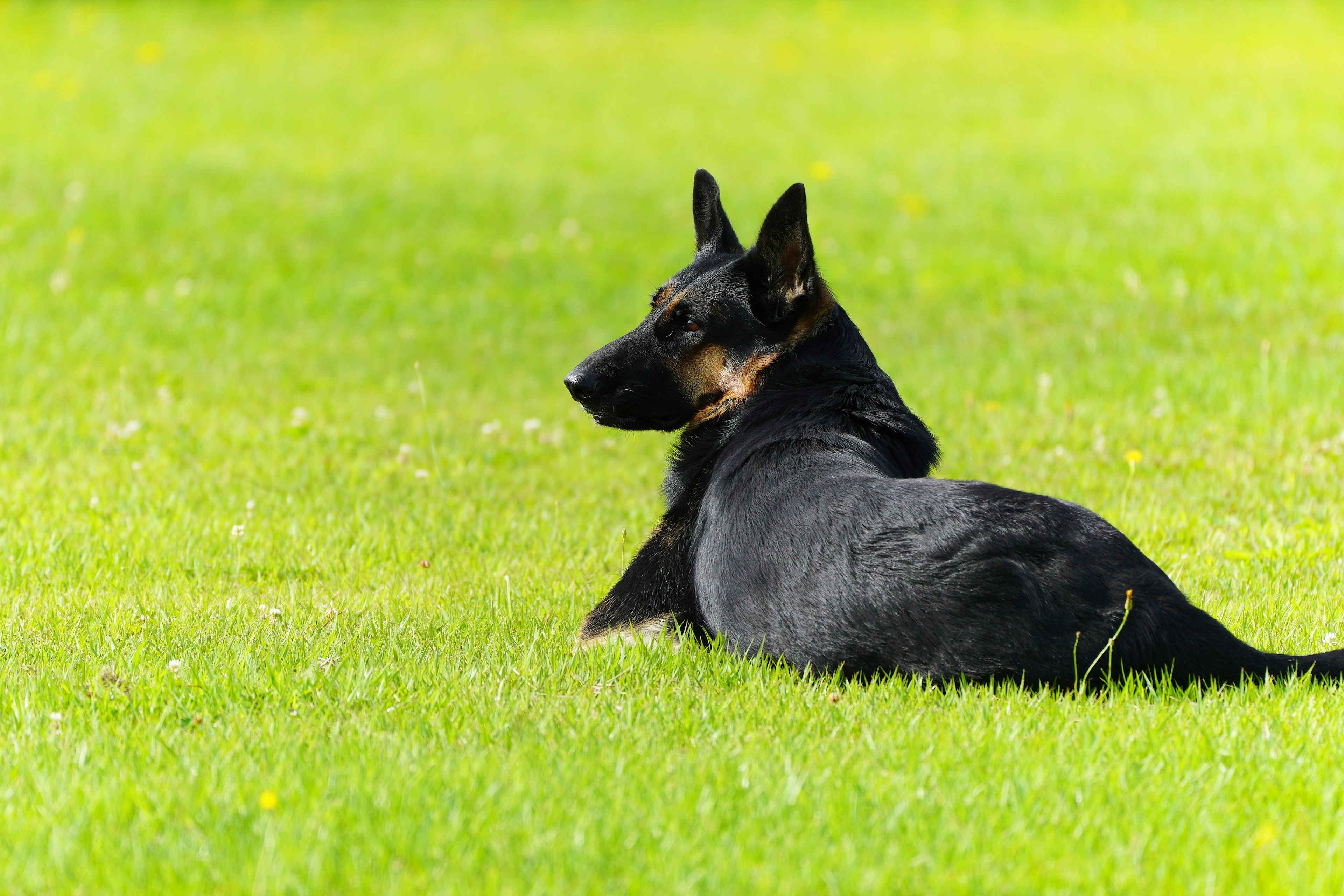 黒い犬が緑の草の上で横たわっている