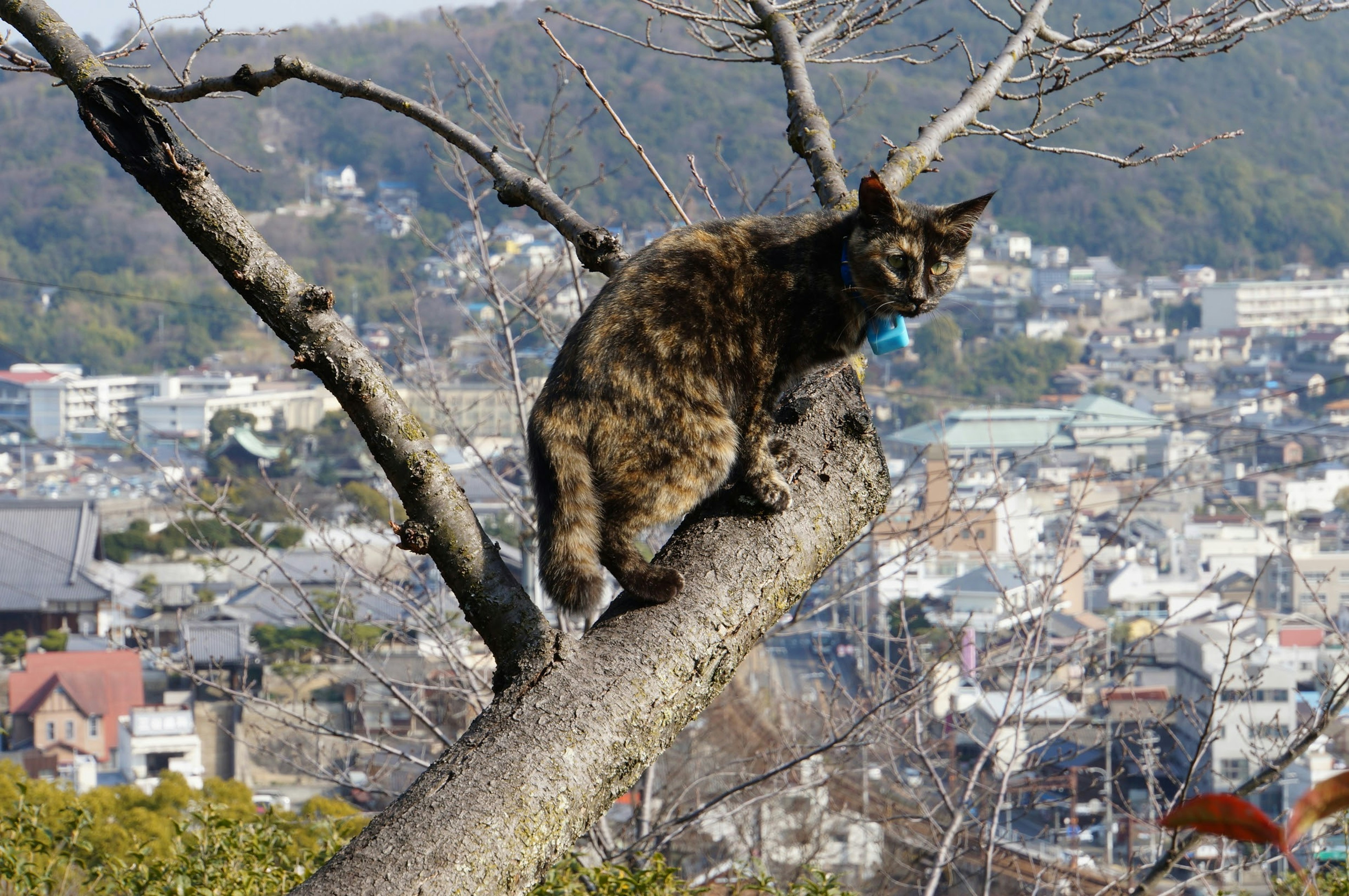 Eine Schildpattkatze sitzt auf einem Baumast mit Stadtlandschaft im Hintergrund