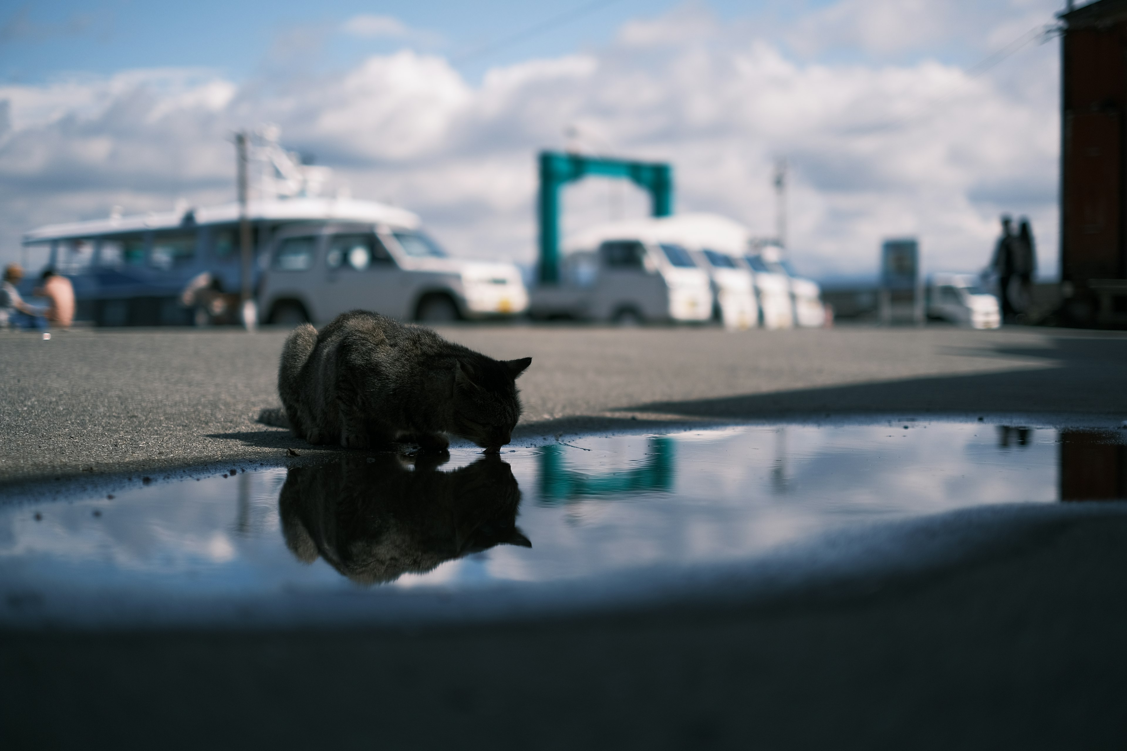 Eine Katze, die aus einer Pfütze trinkt, mit Autos im Hintergrund