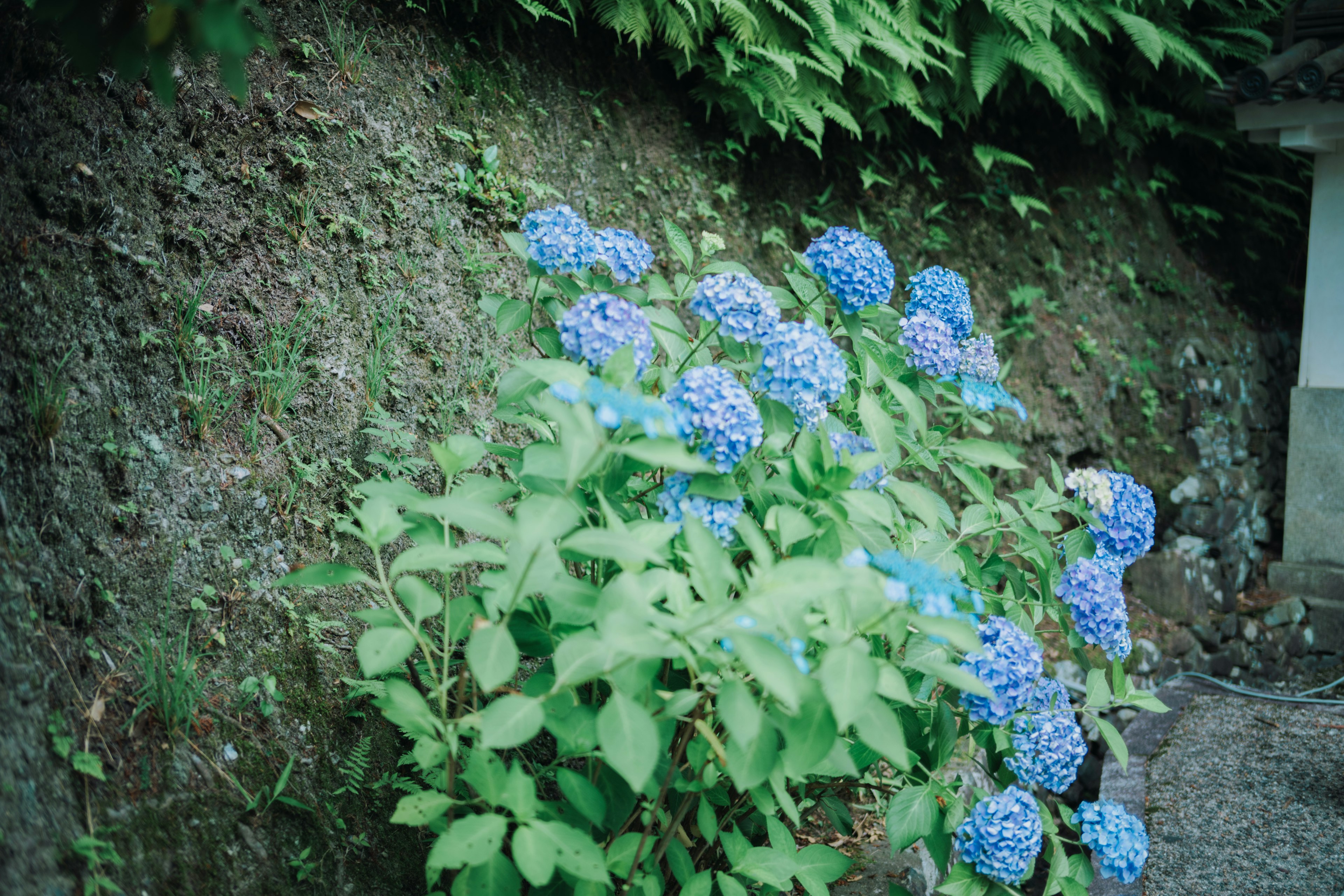 Una pianta con fiori blu che cresce sul terreno