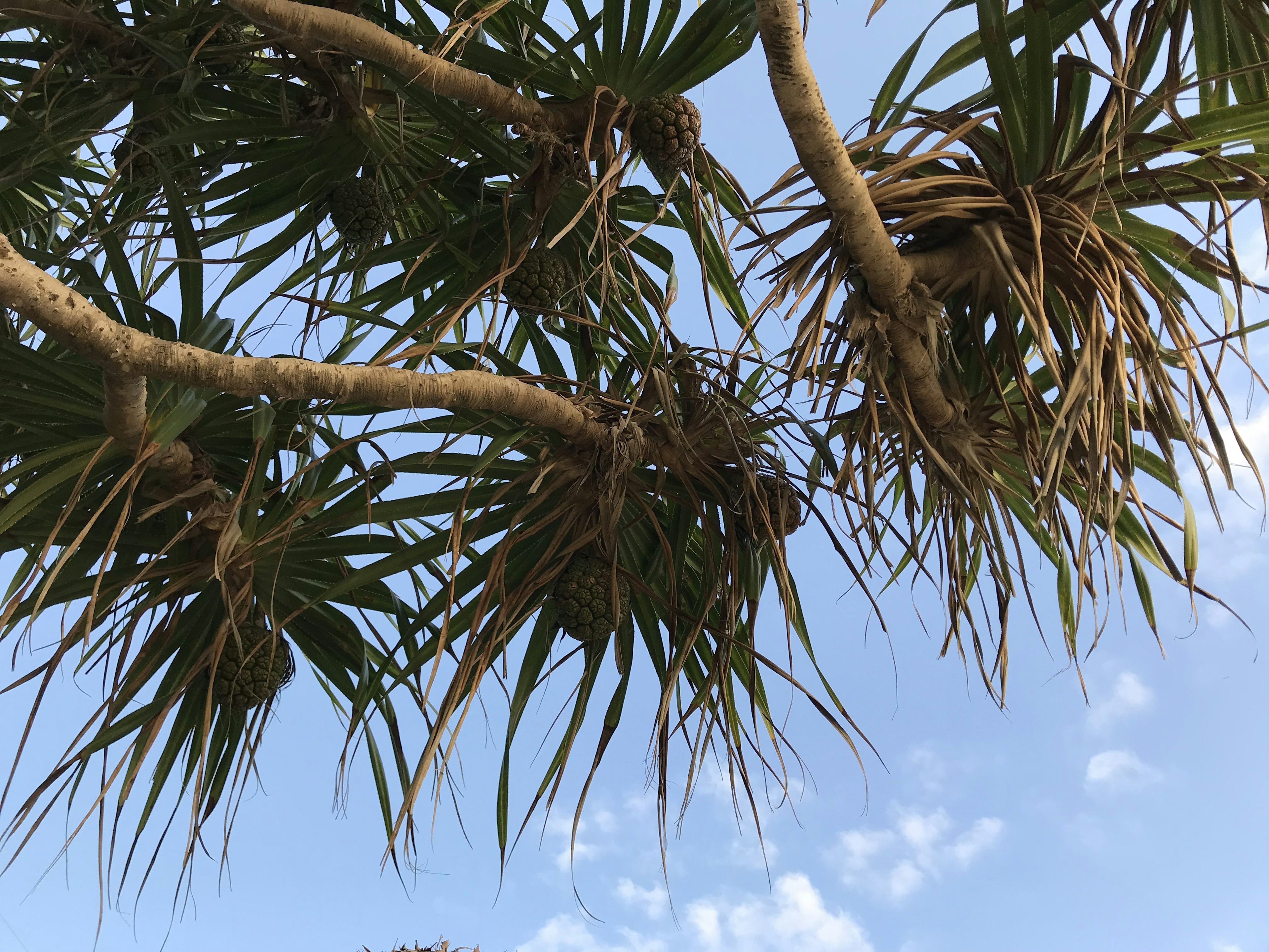 Palm tree leaves and stems under a blue sky