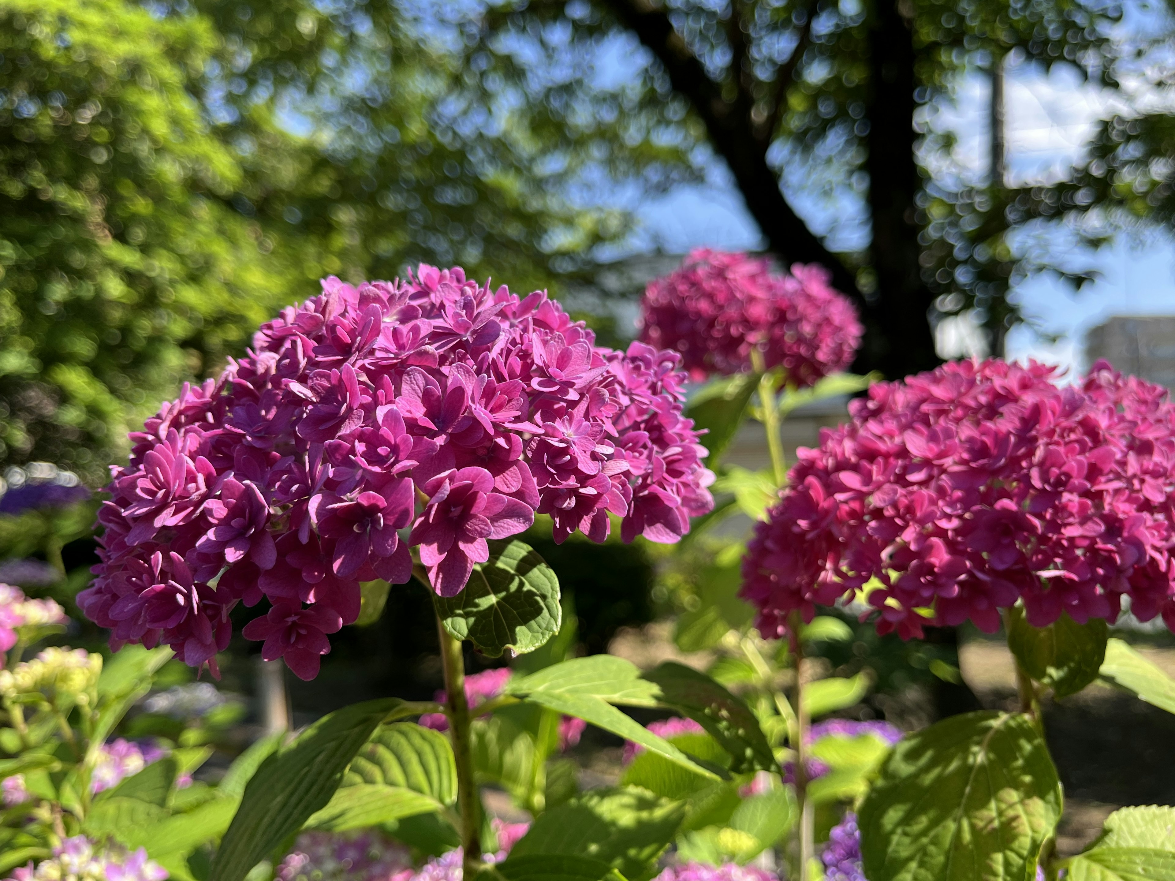 鮮やかな紫色のアジサイの花が咲いている庭の景色