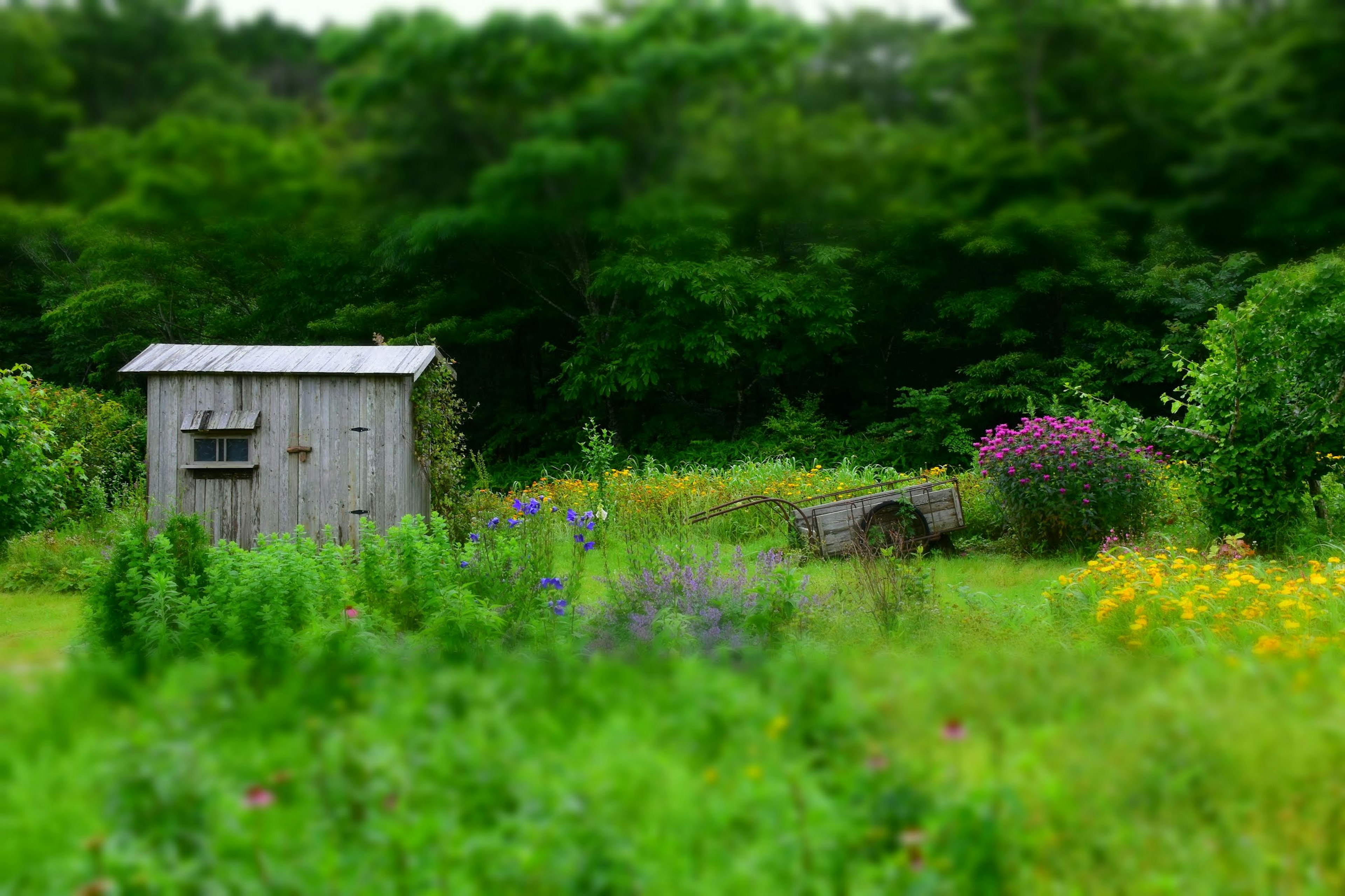 Cabaña de madera rodeada de vegetación exuberante y flores coloridas