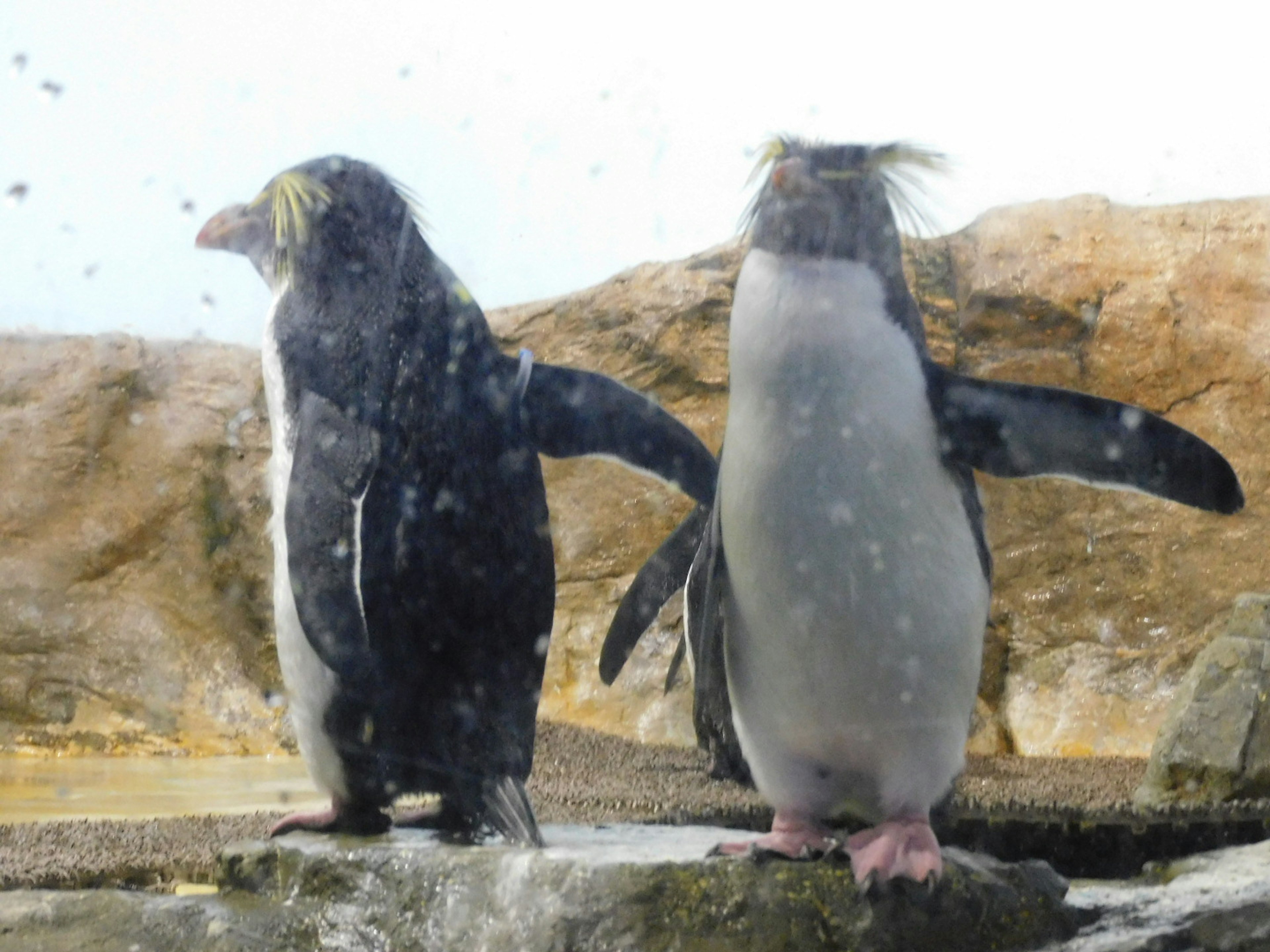 Dos pingüinos de pie sobre una roca con un fondo rocoso natural