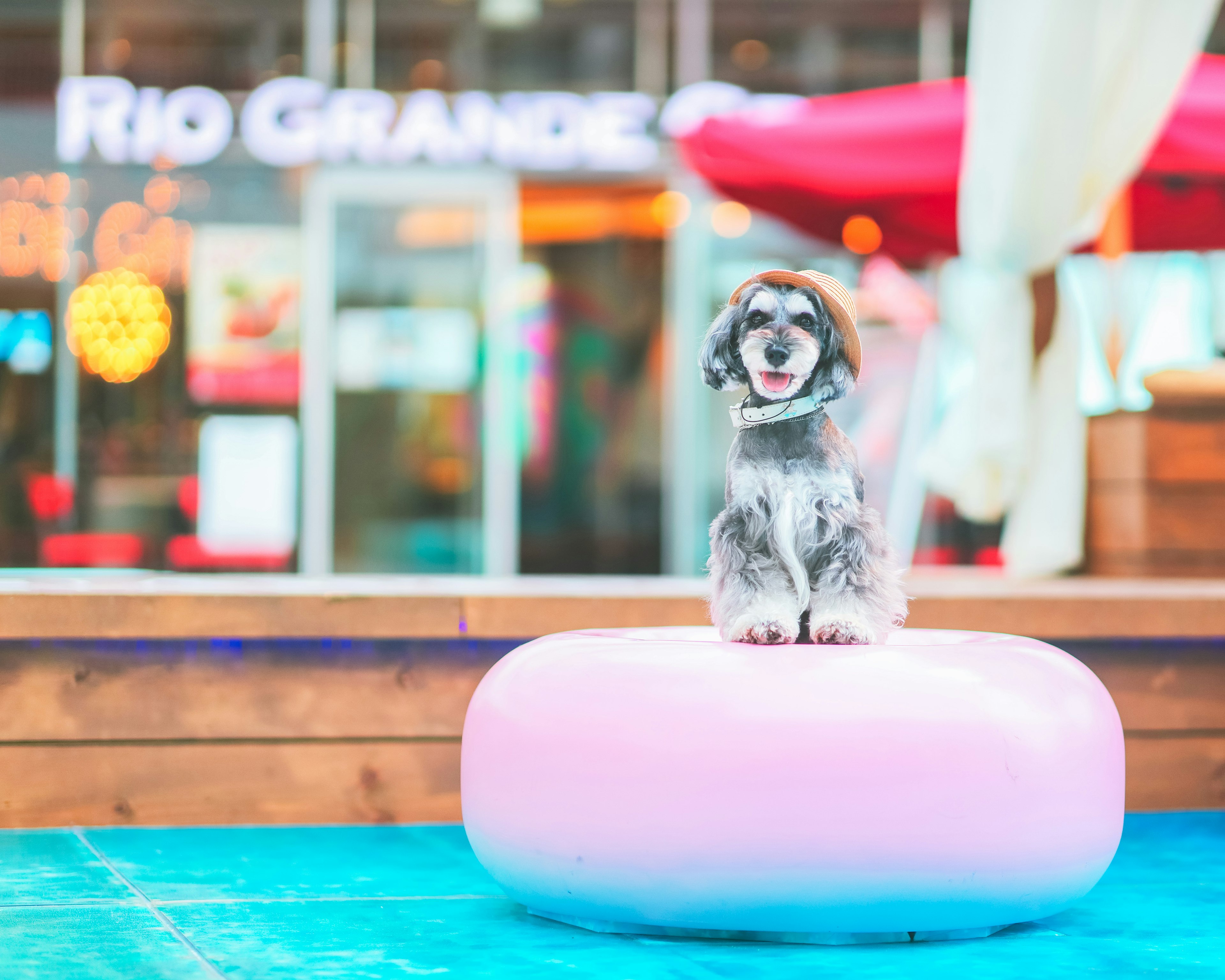 Un perro sentado en un flotador rosa con un letrero de Rio Grande al fondo