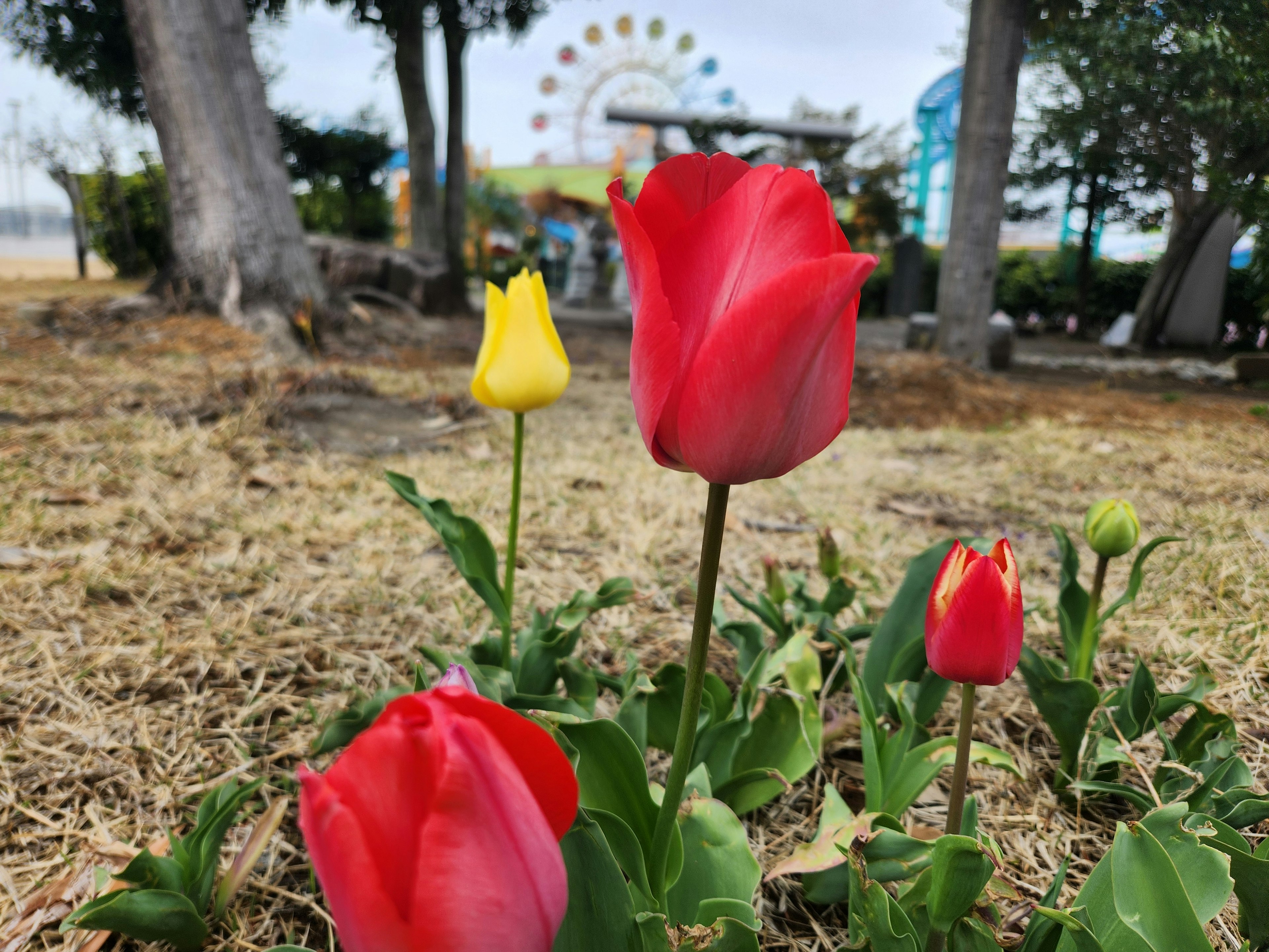 Hoa tulip đỏ và vàng nở trong công viên