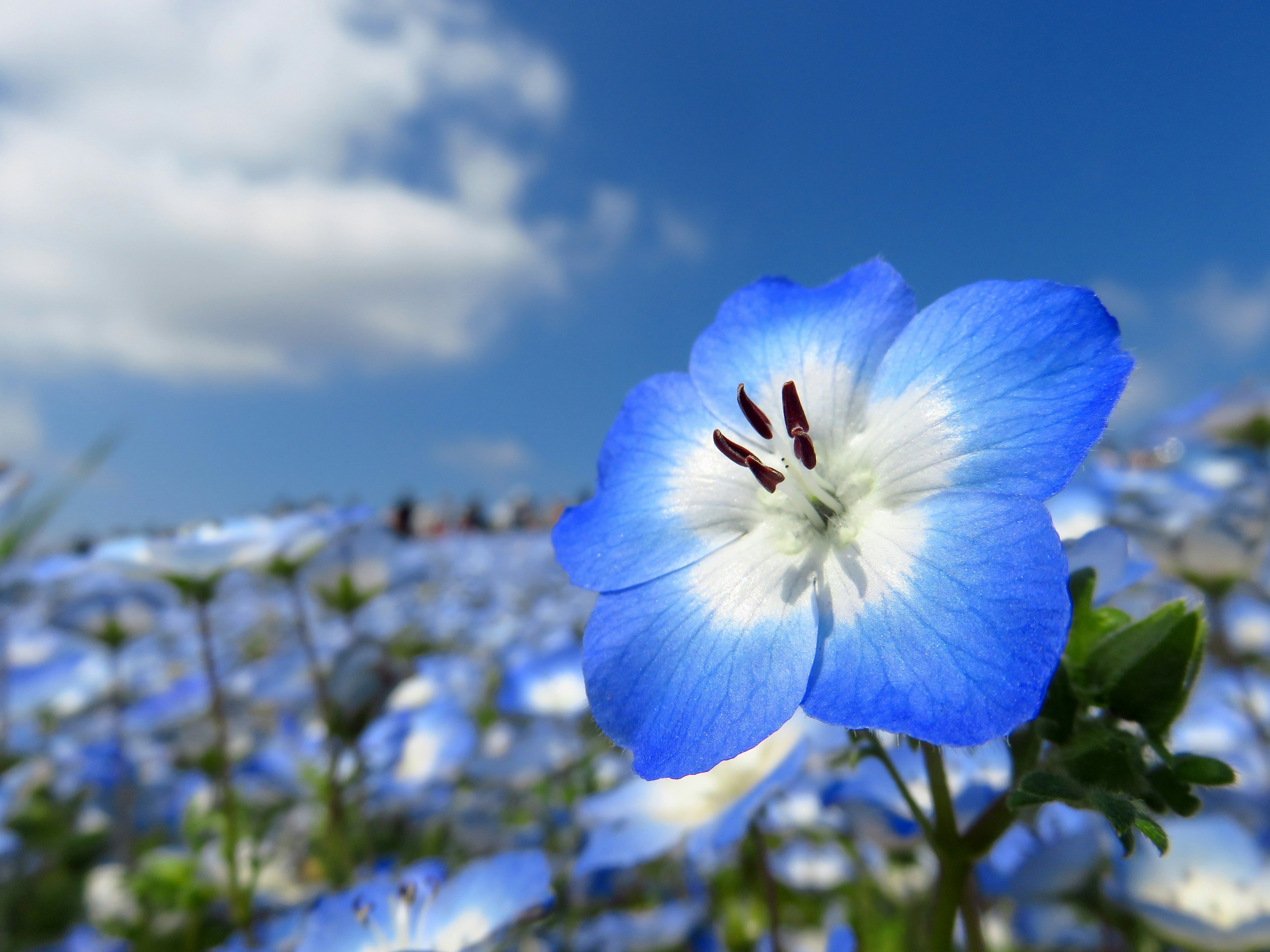 Close-up bunga biru dengan latar langit cerah