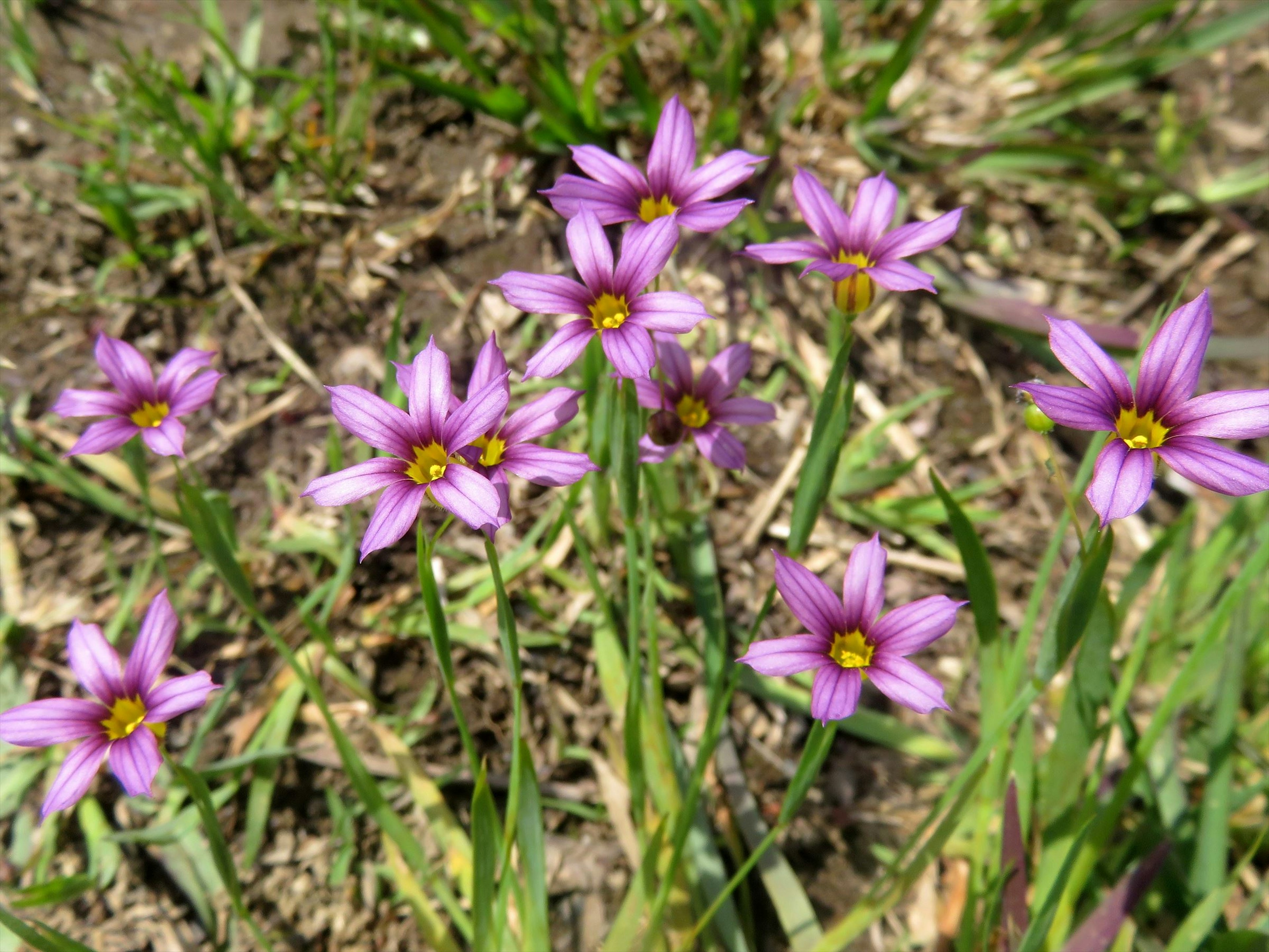 Image de fleurs violettes en fleurs dans une zone herbeuse