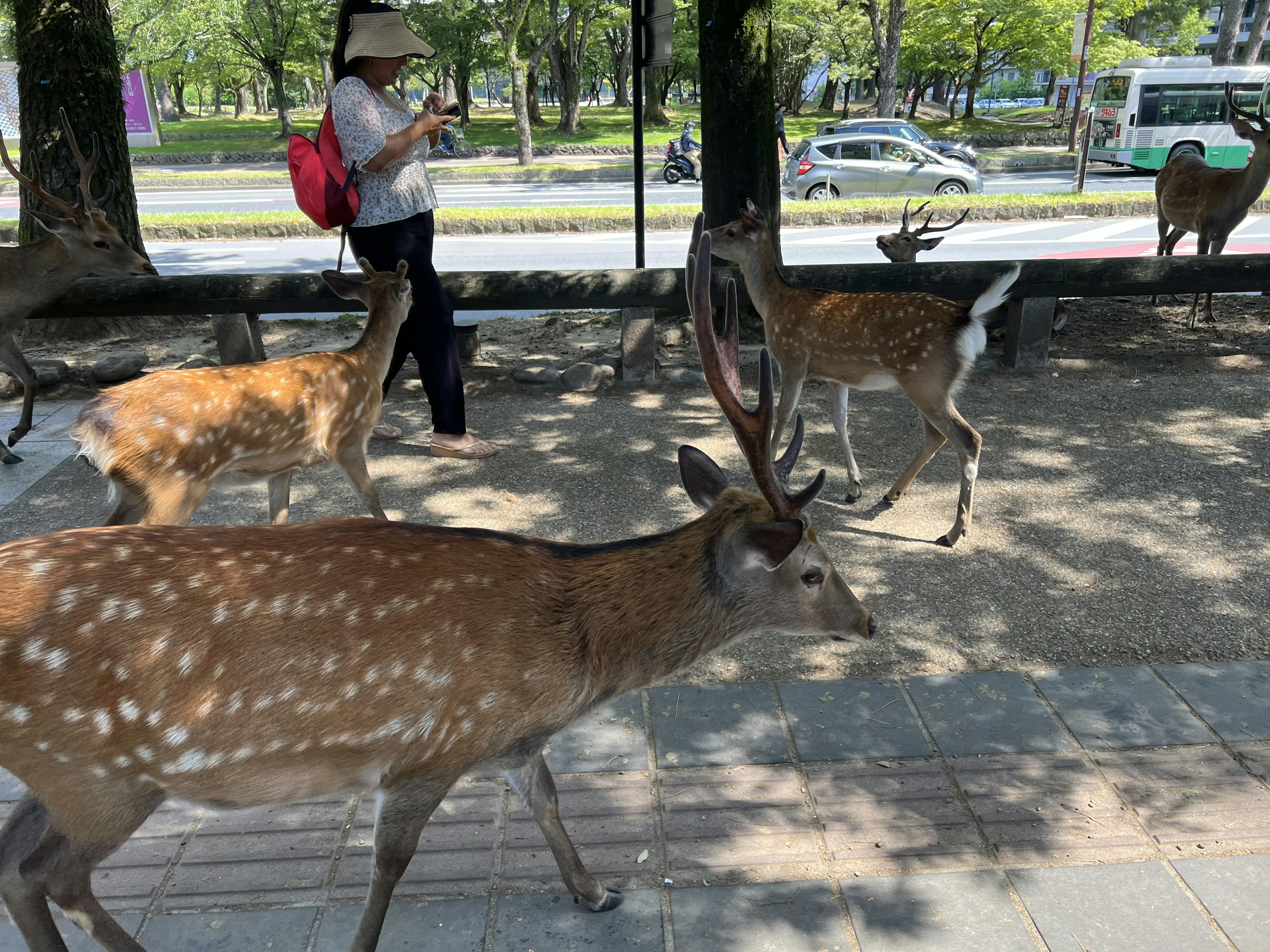 Eine Parkszenen mit umherirrenden Rehen und einem Touristen