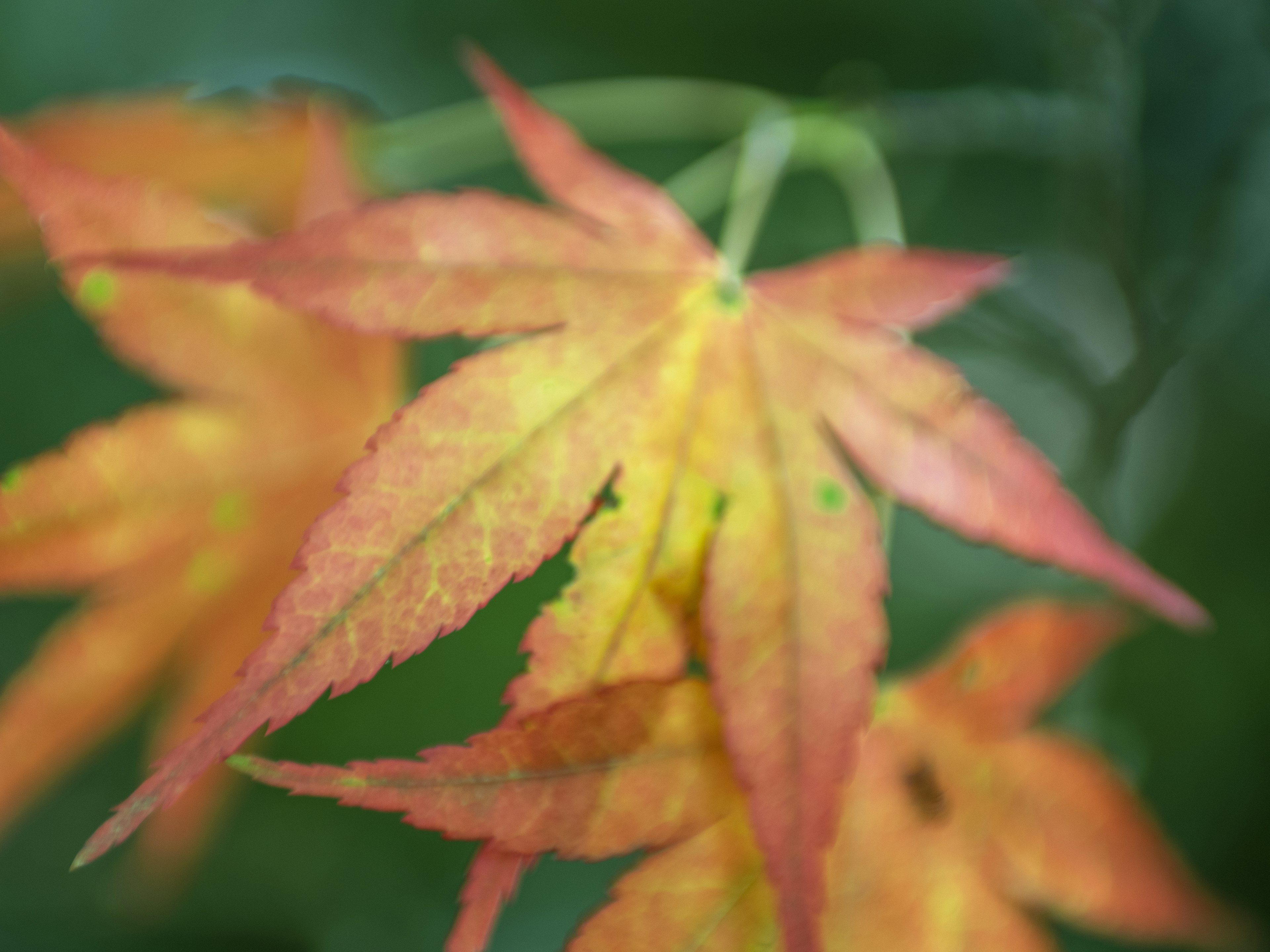 Daun maple berwarna-warni di latar belakang hijau