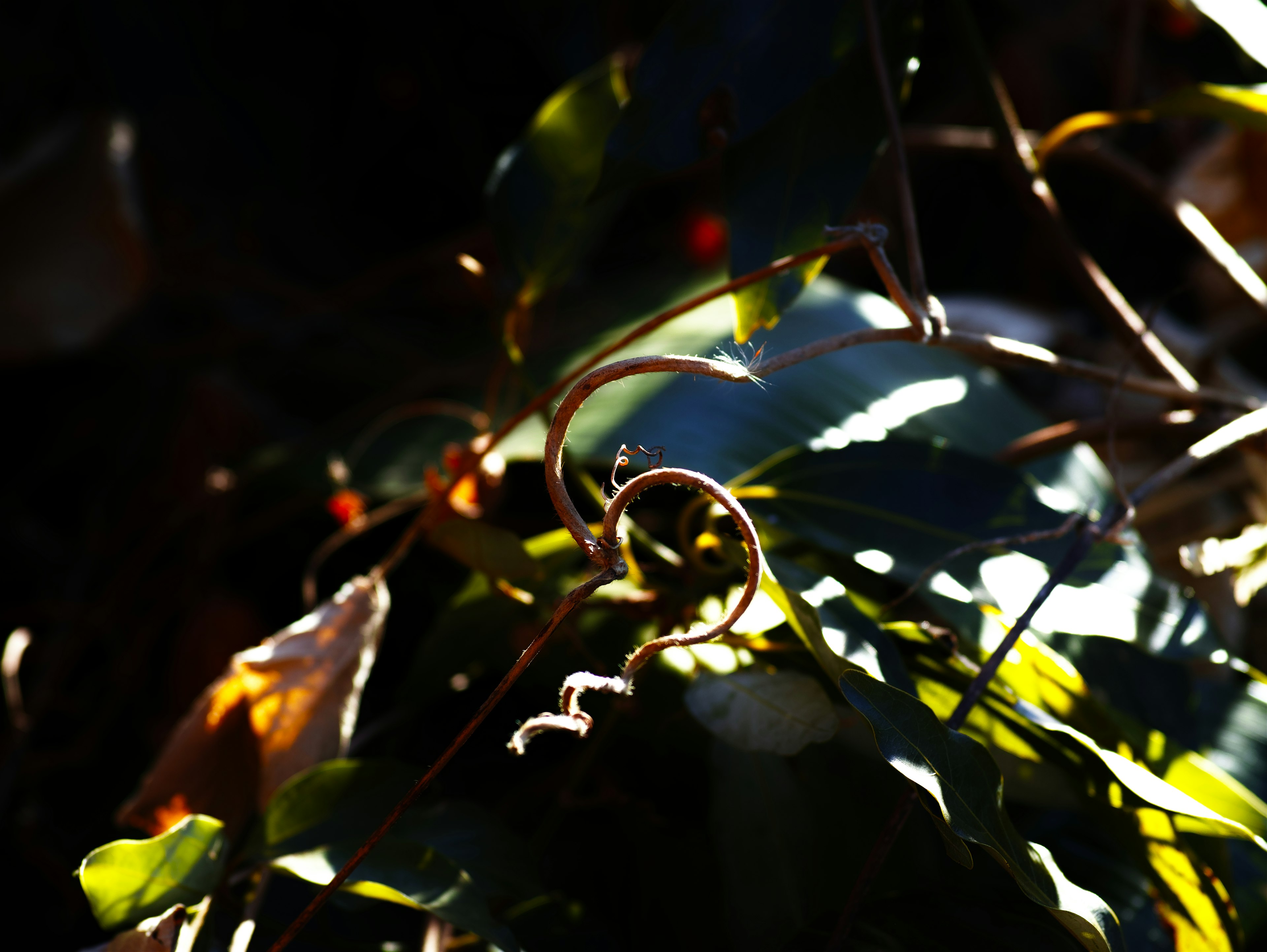 Gros plan sur des feuilles avec des boucles délicates éclairées par une lumière douce