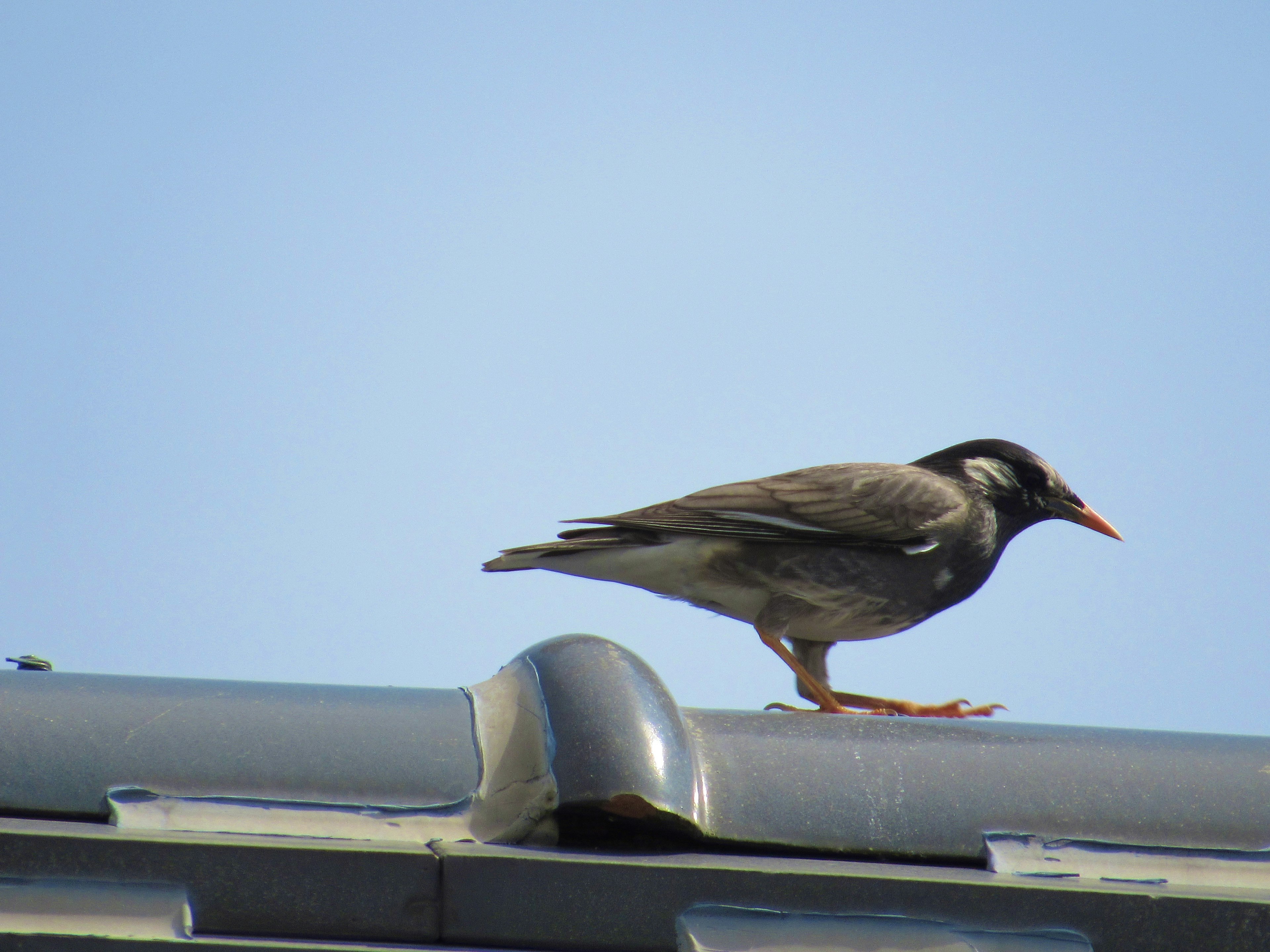 Vogel steht auf einem Dach gegen einen blauen Himmel