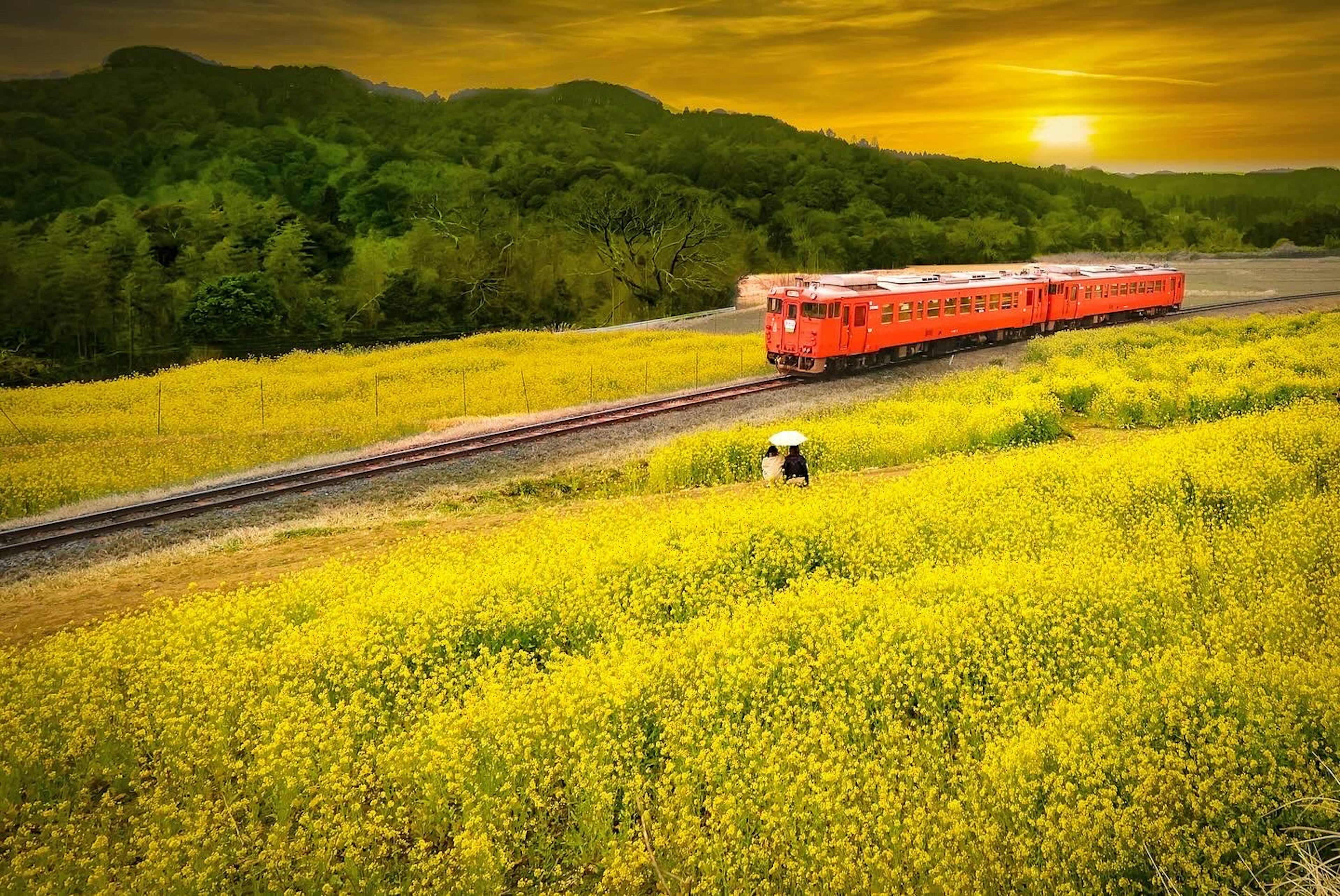 Sebuah kereta merah melintasi ladang bunga kuning saat matahari terbenam