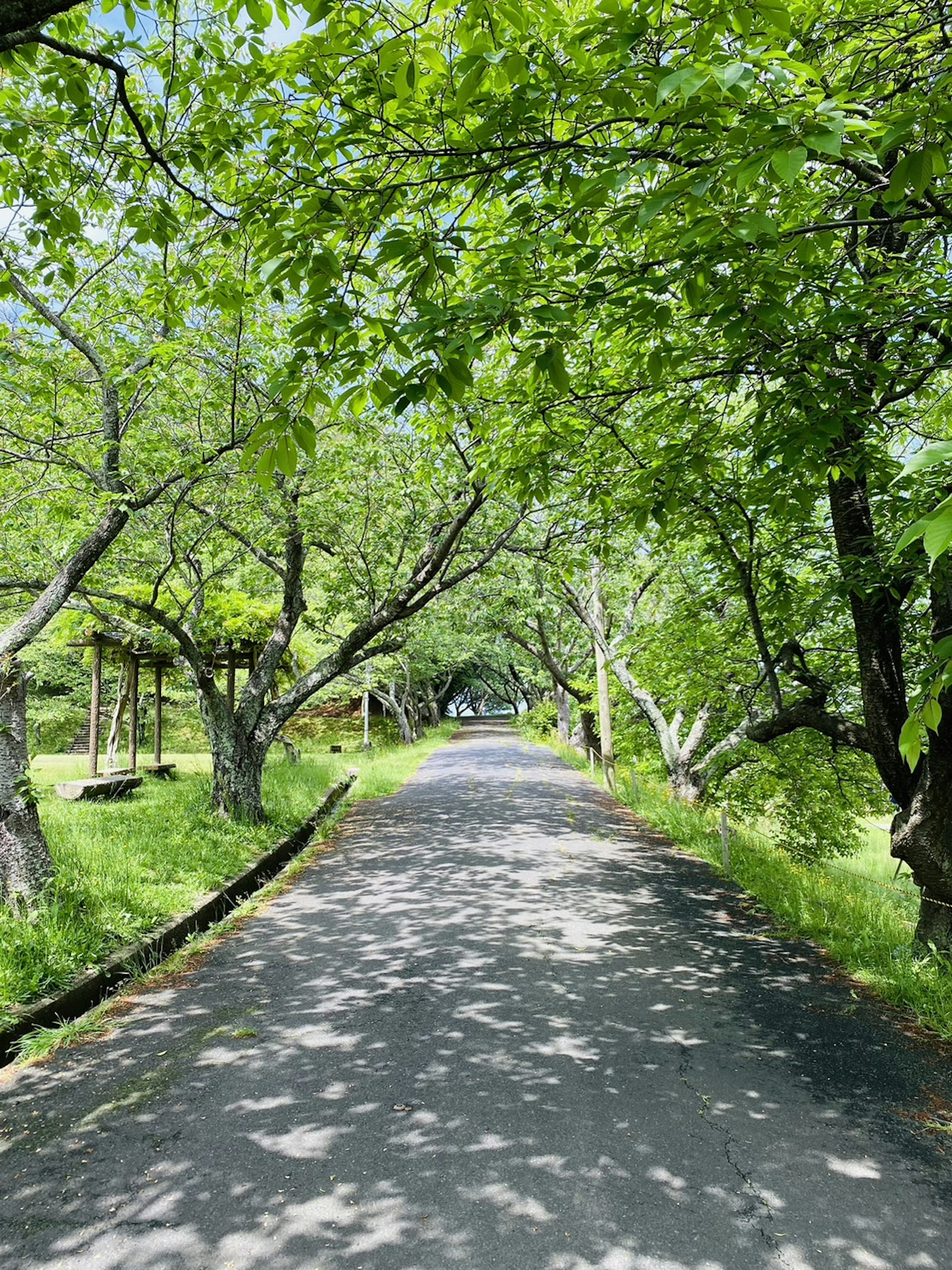 Una carretera tranquila rodeada de árboles verdes exuberantes