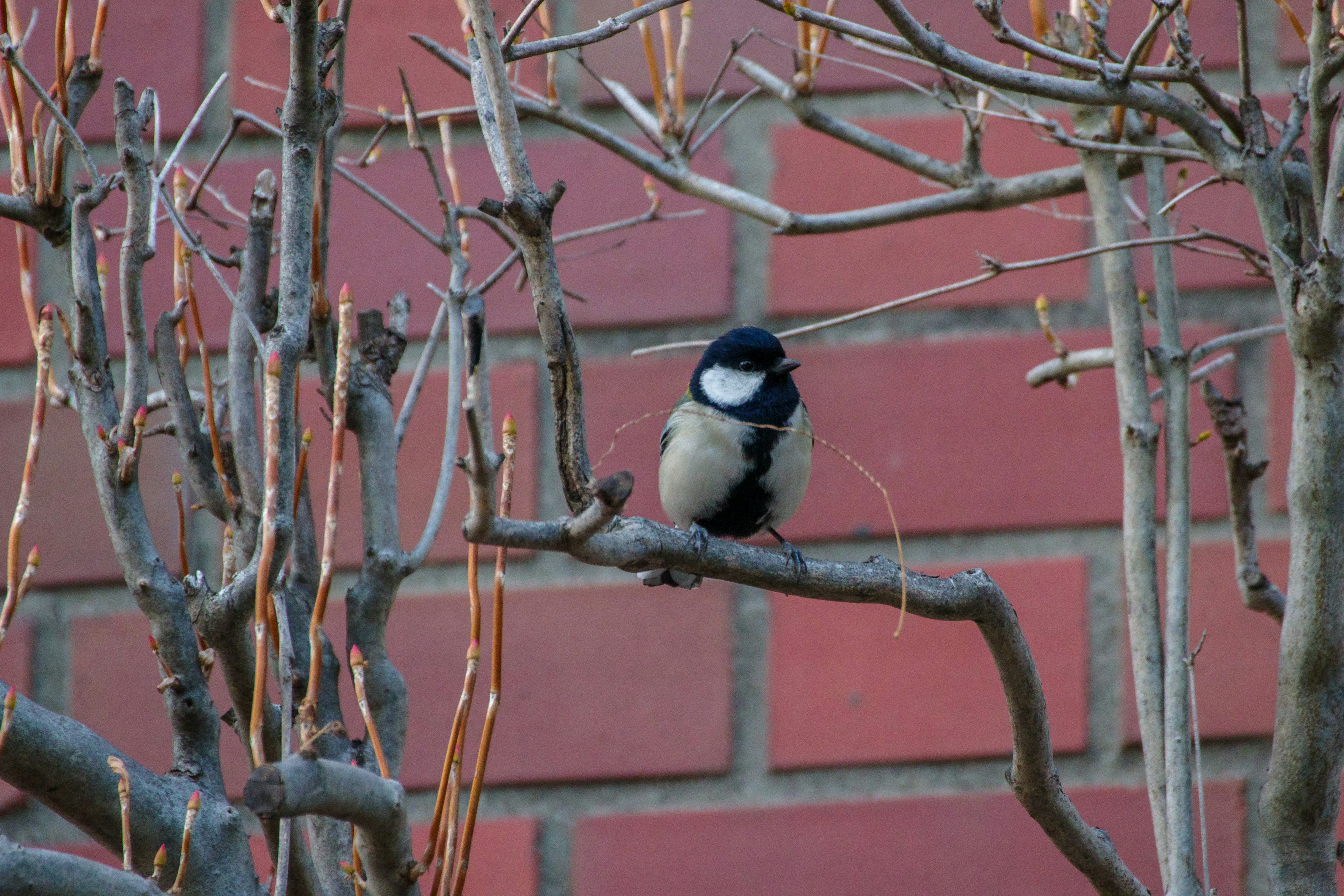 Kleiner Vogel auf einem Ast mit rotem Ziegelhintergrund