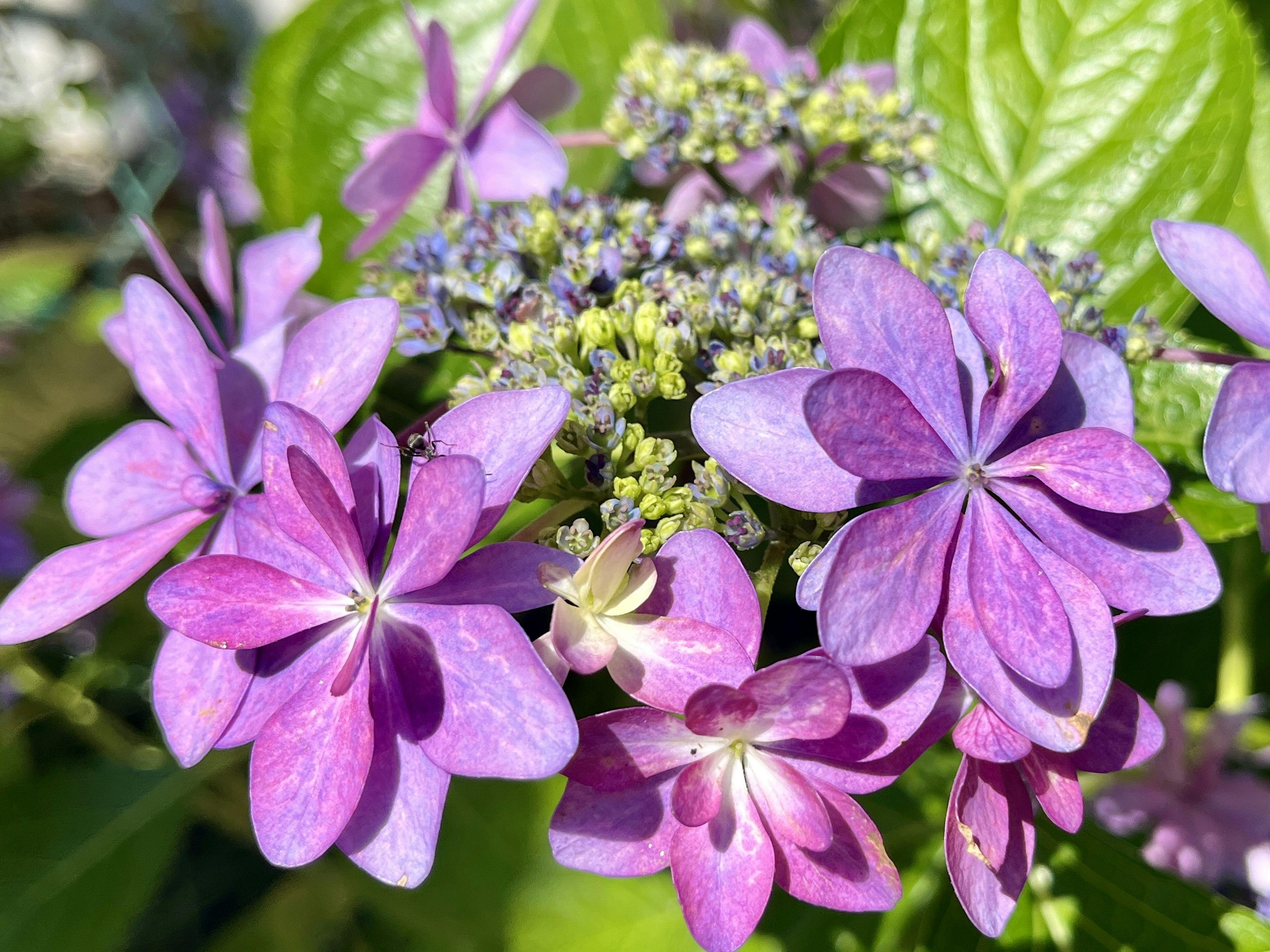 Foto en primer plano de flores de hortensia moradas en flor