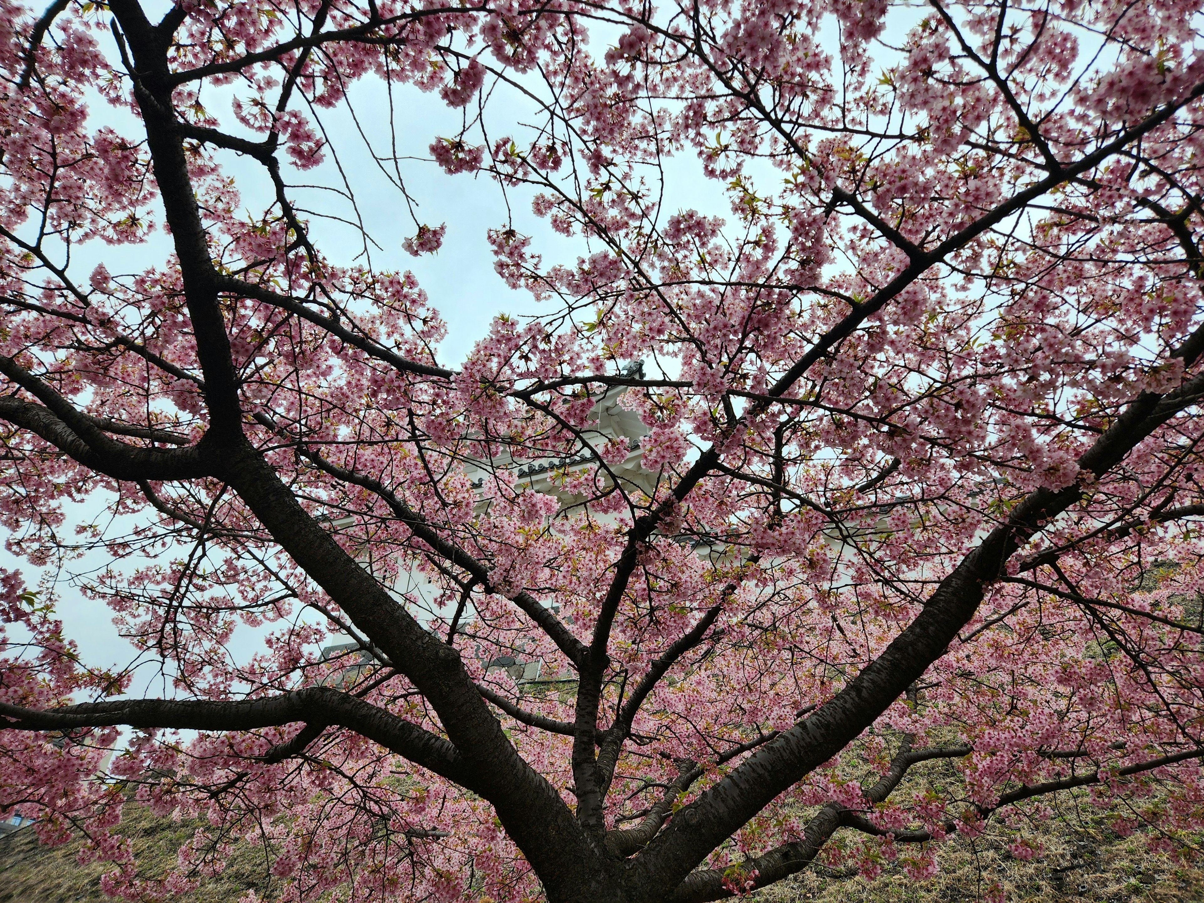 桜の花が咲いている木の下から見上げた写真