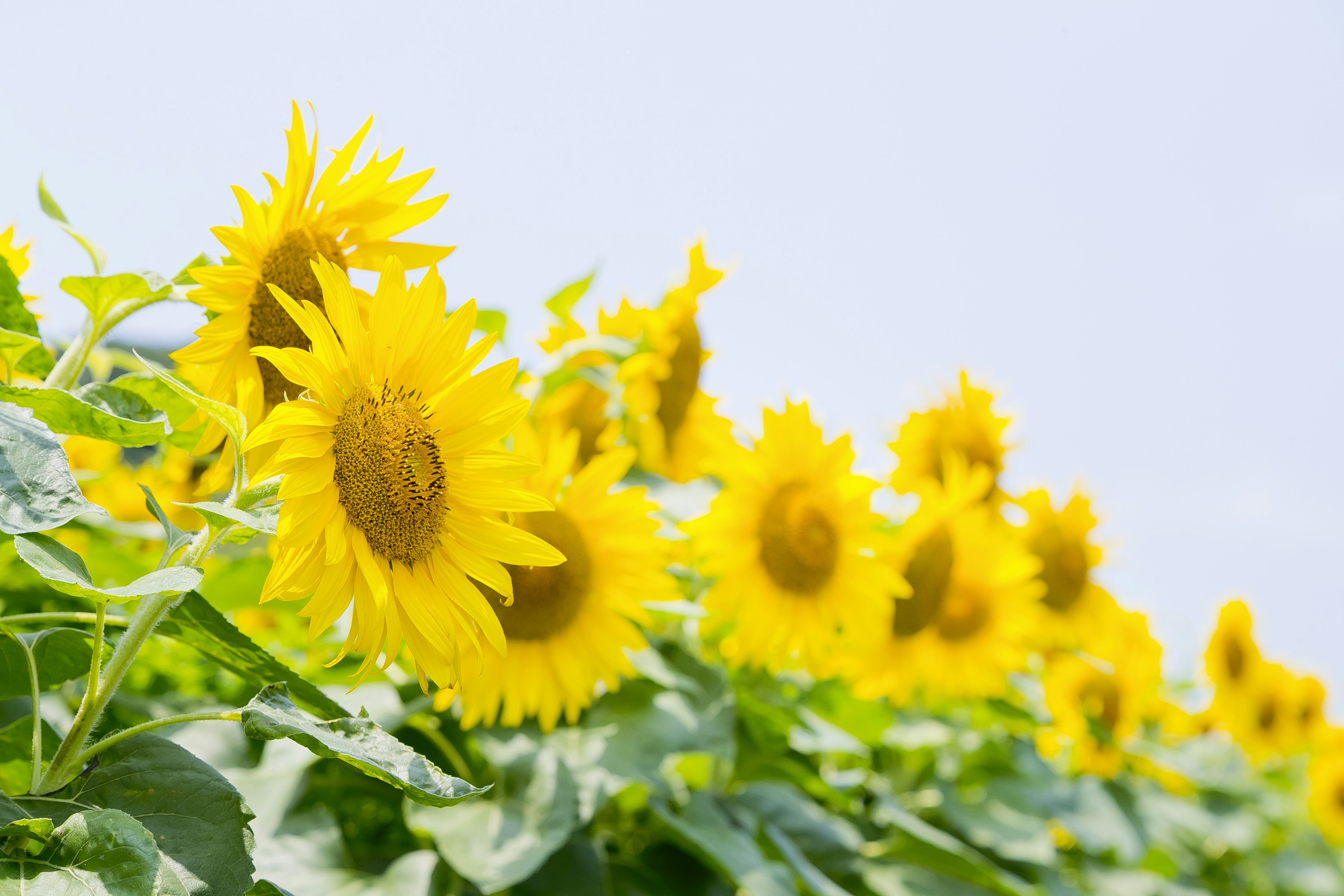 Una hermosa fila de girasoles en plena floración