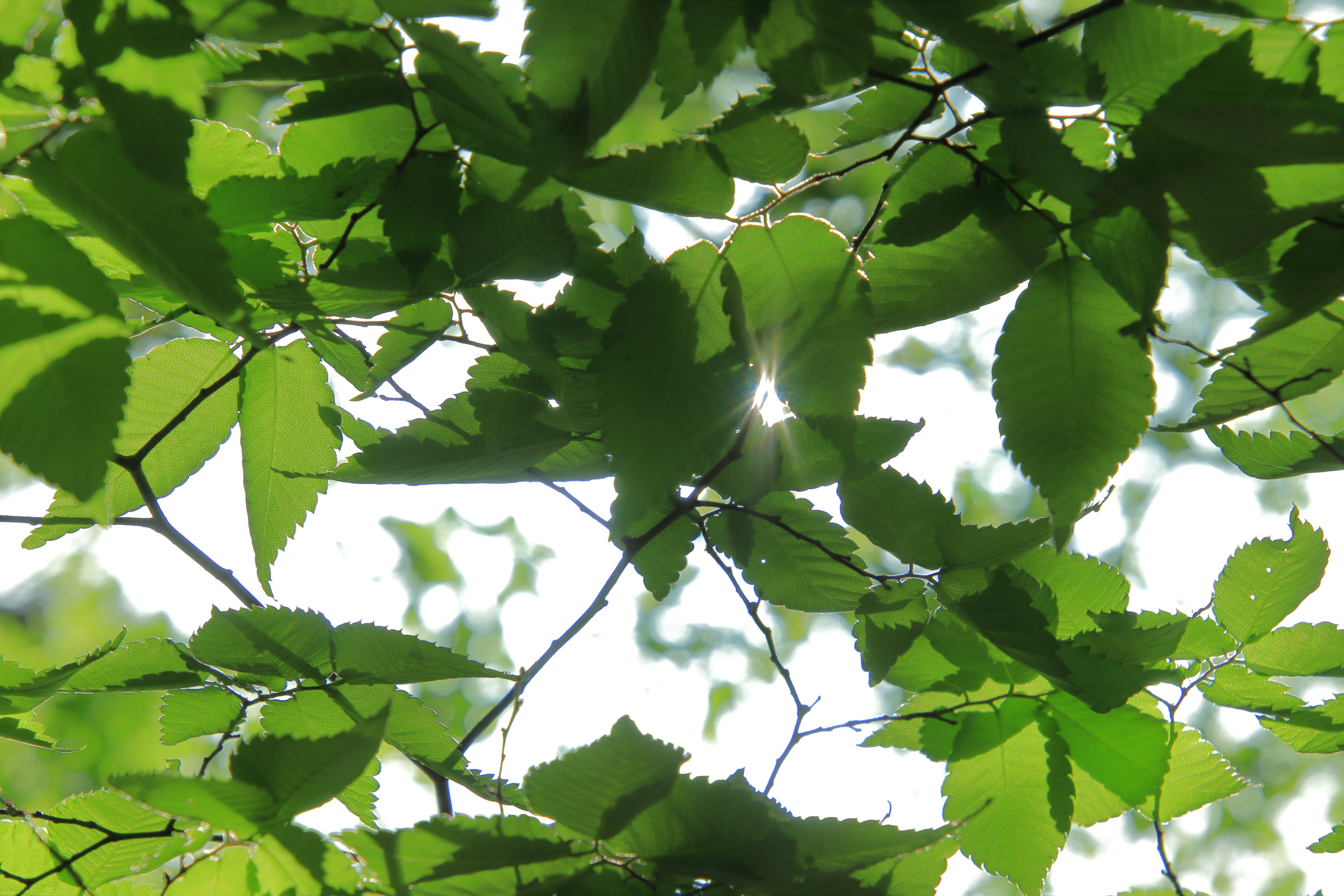 Green leaves filtering sunlight