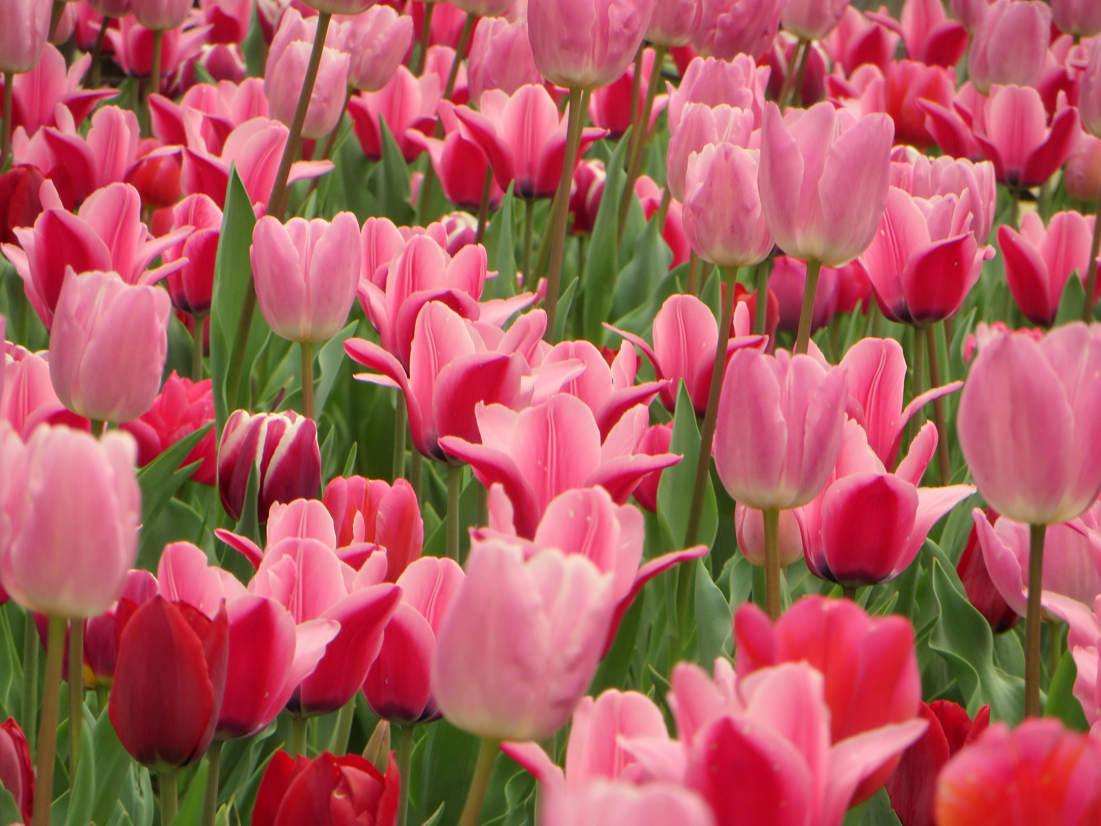 Ladang berwarna-warni penuh bunga tulip merah muda yang bermekaran