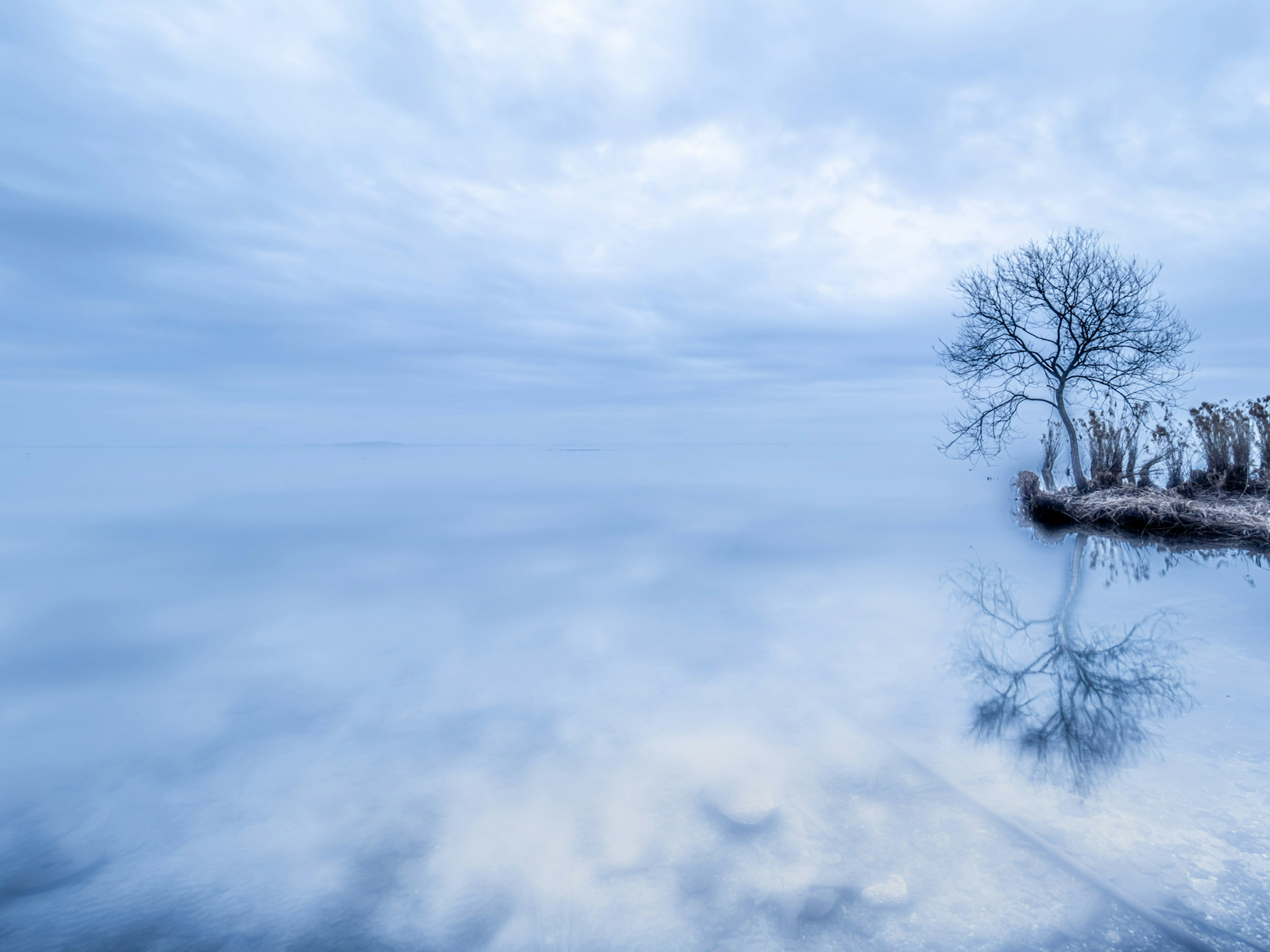 静かな湖面に立つ一本の木と青い雲