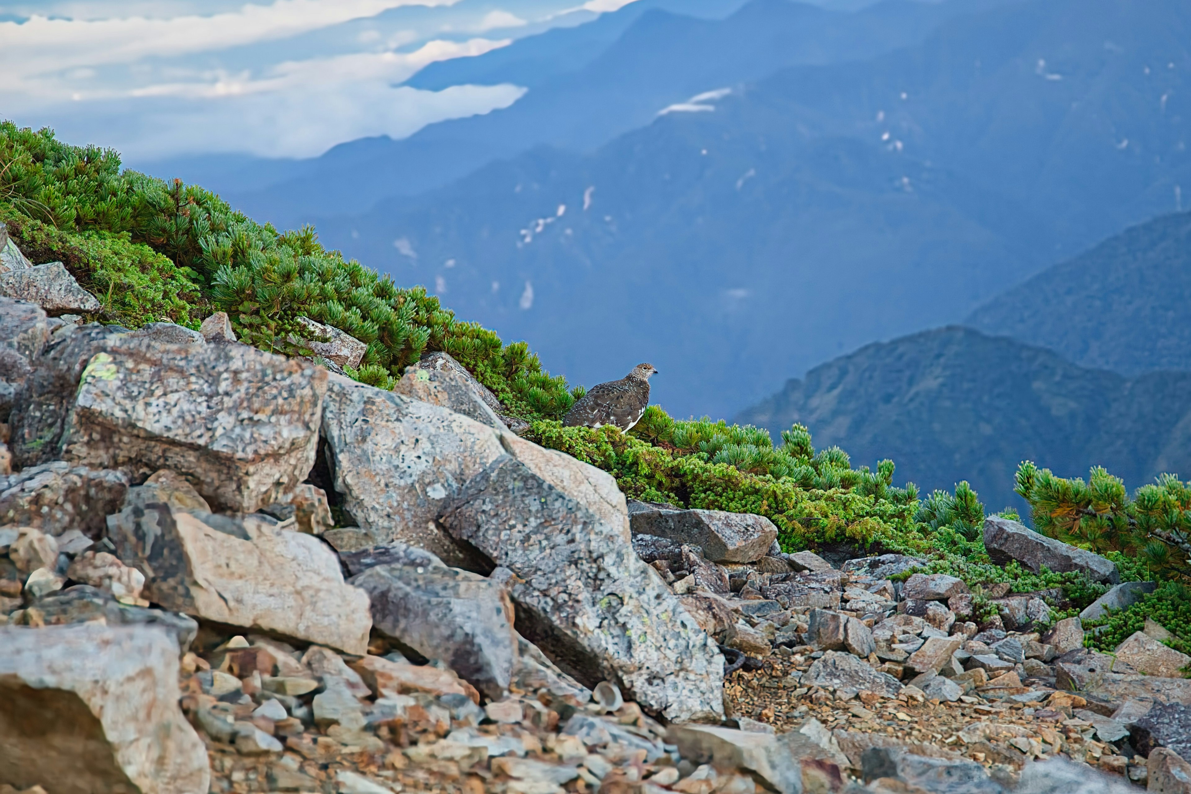 Paesaggio montano con rocce e vegetazione verde