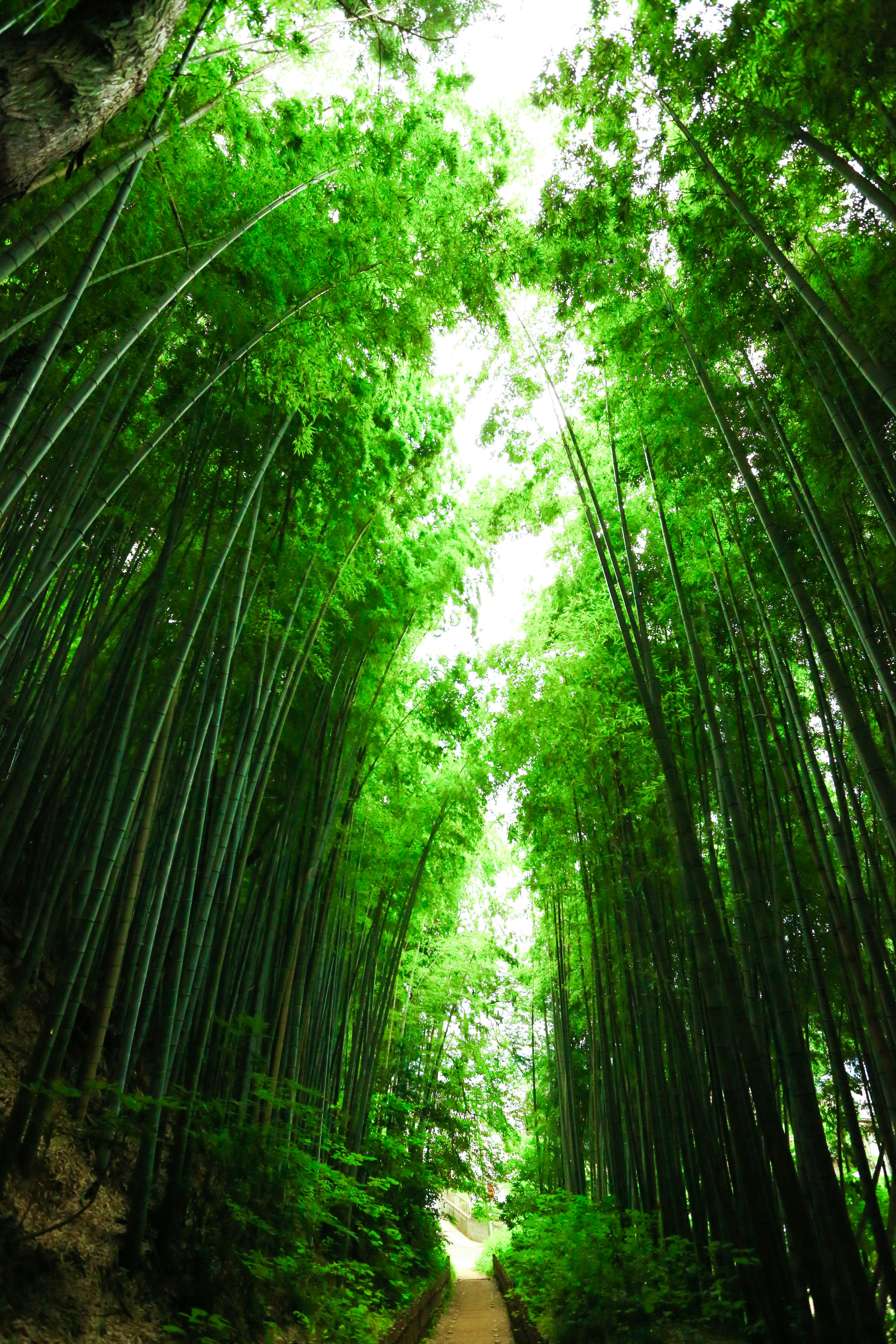 Sendero a través de un bosque de bambú verde