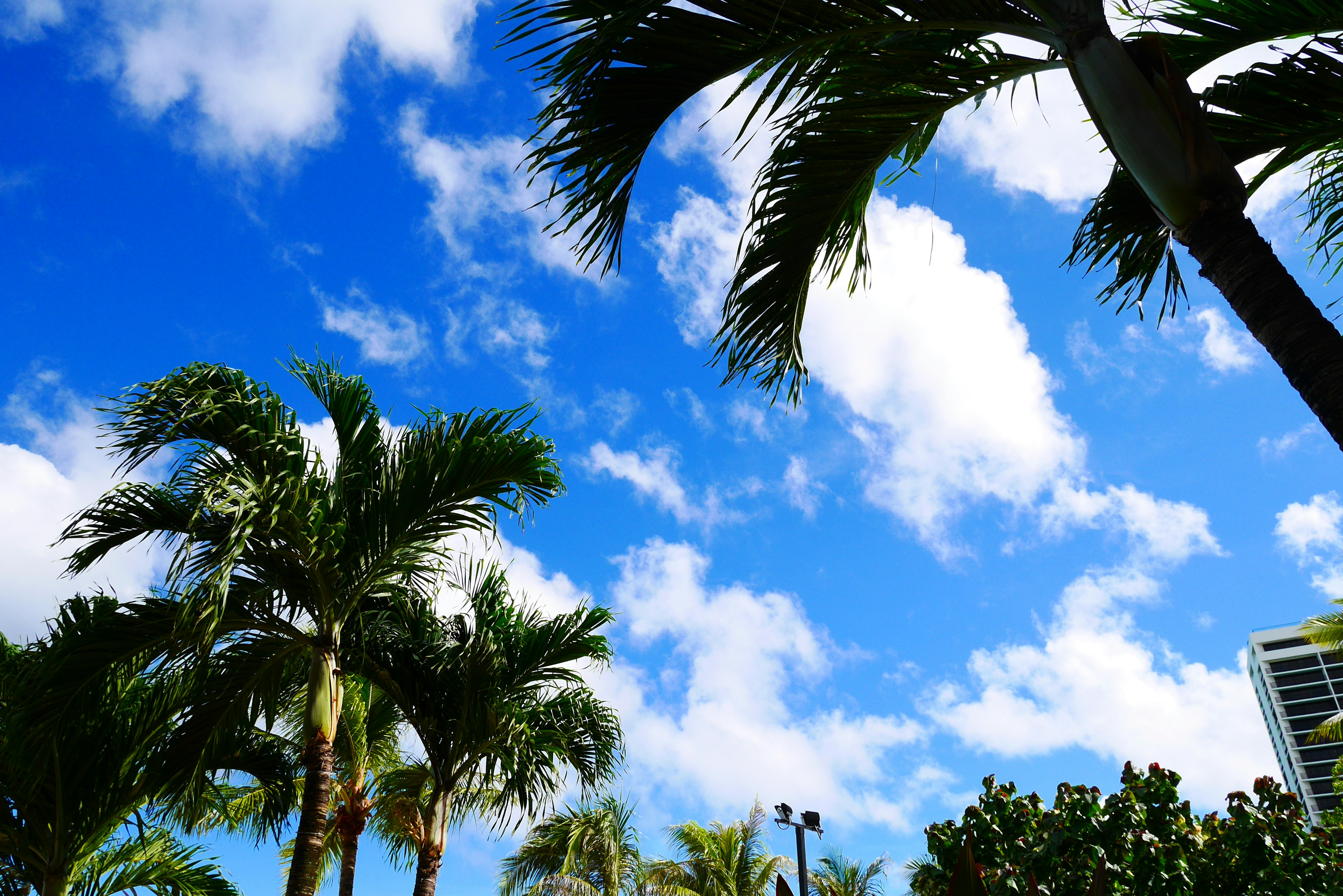 Tall palm trees against a blue sky with fluffy white clouds