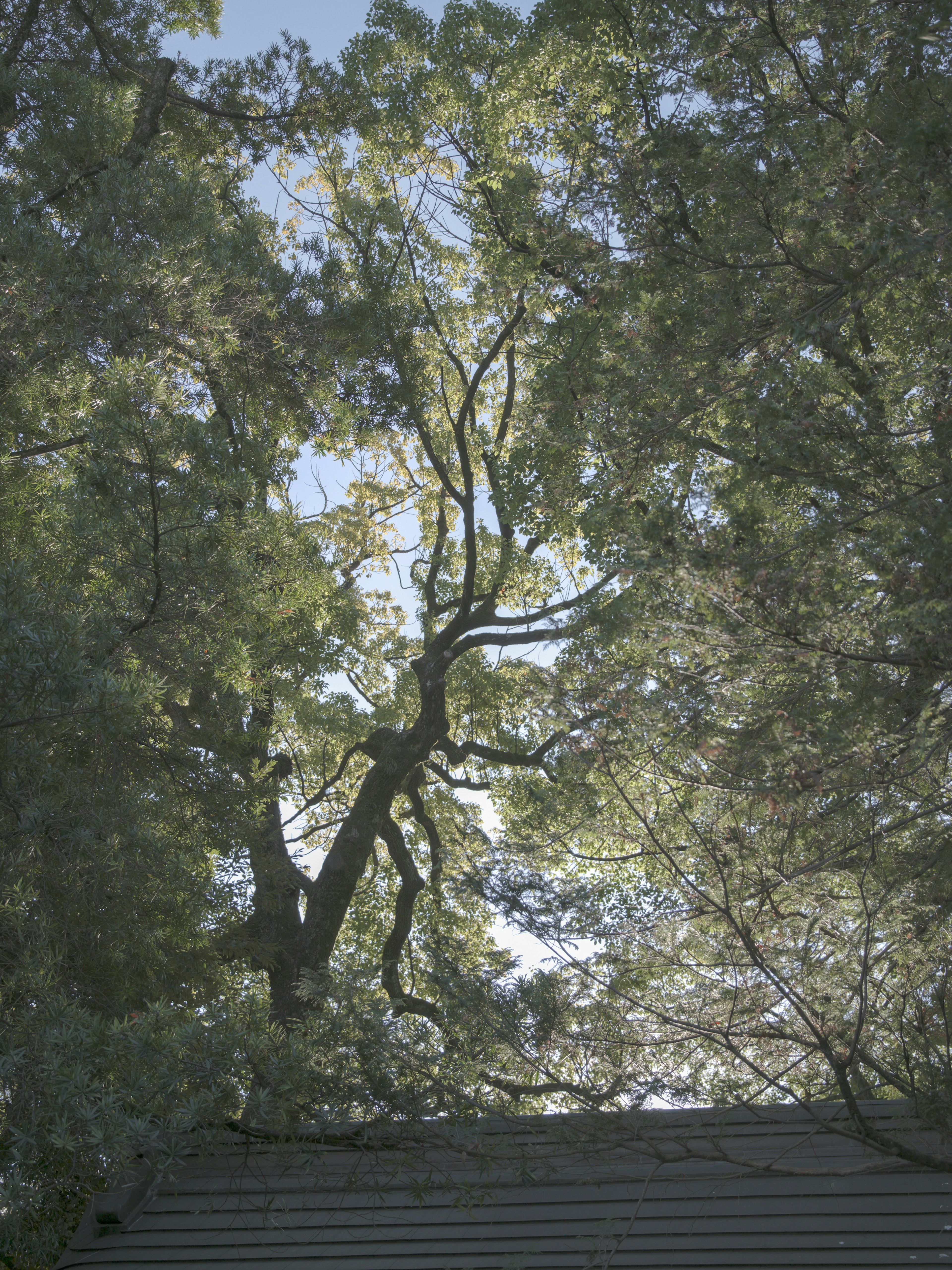 Ciel et branches vus à travers des arbres verts luxuriants