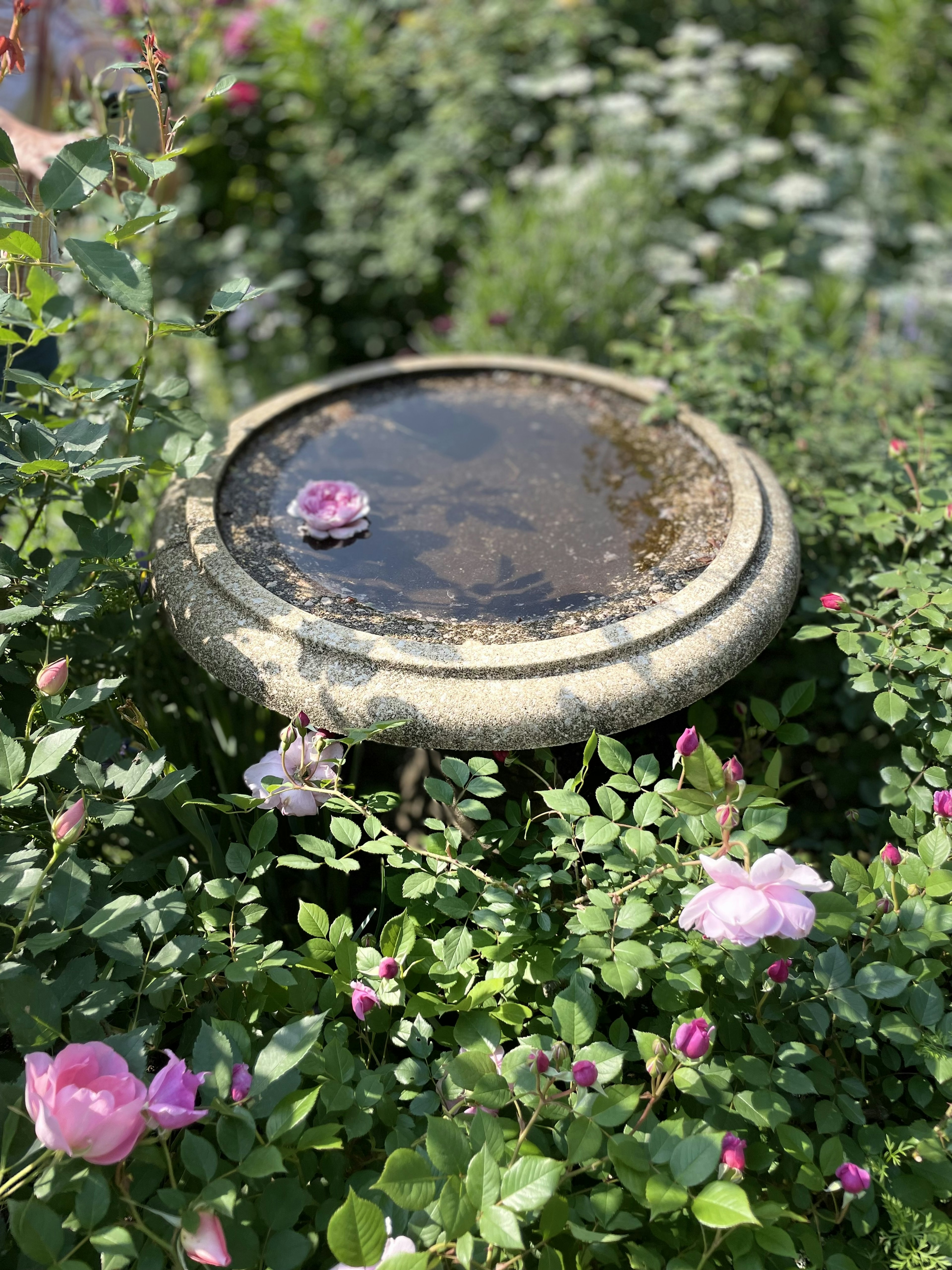 Birdbath surrounded by blooming pink roses and greenery