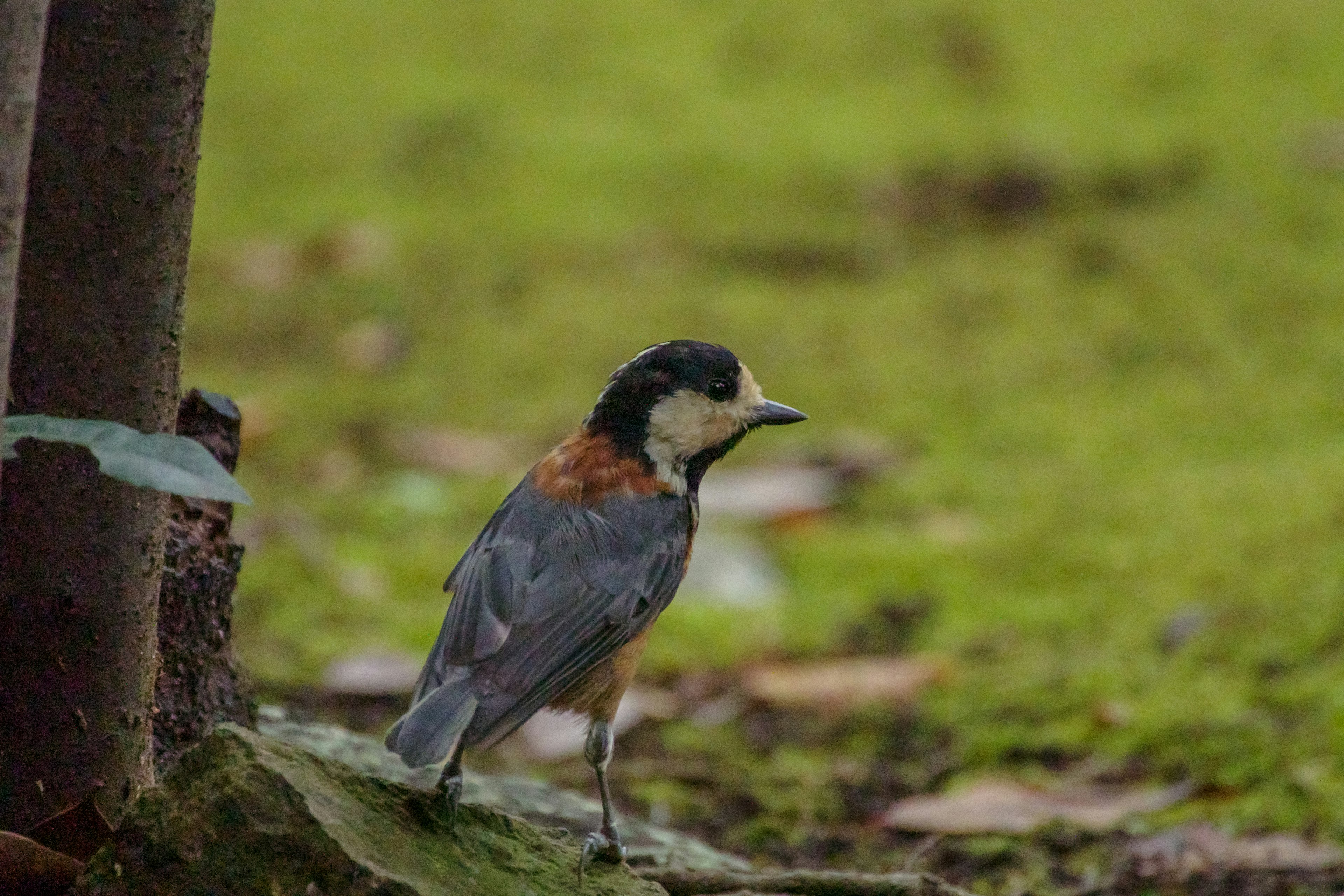 Profilo di un piccolo uccello in piedi sul terreno con uno sfondo verde e un tronco d'albero visibile